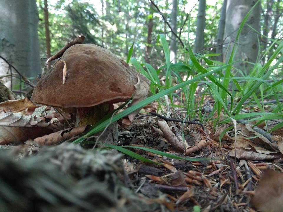 Babia Chata, photo 26