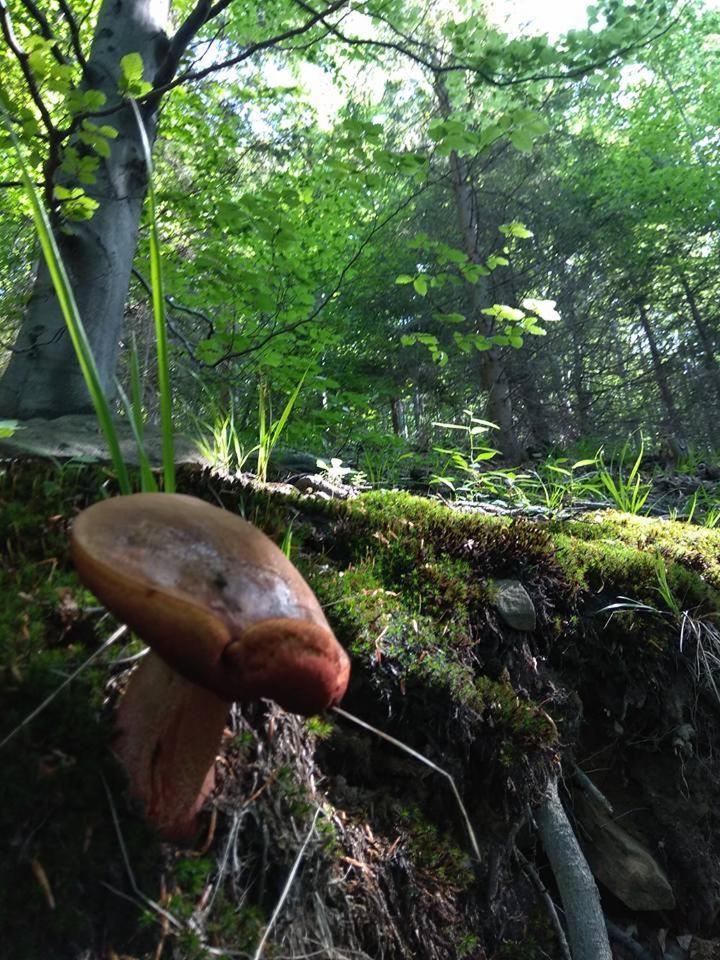 Babia Chata, photo 41
