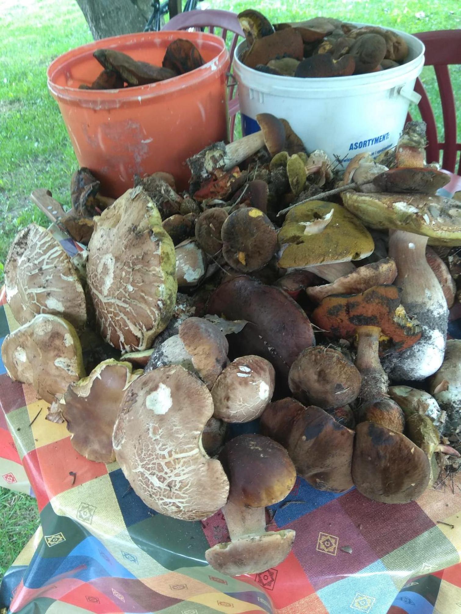 Babia Chata, photo 54