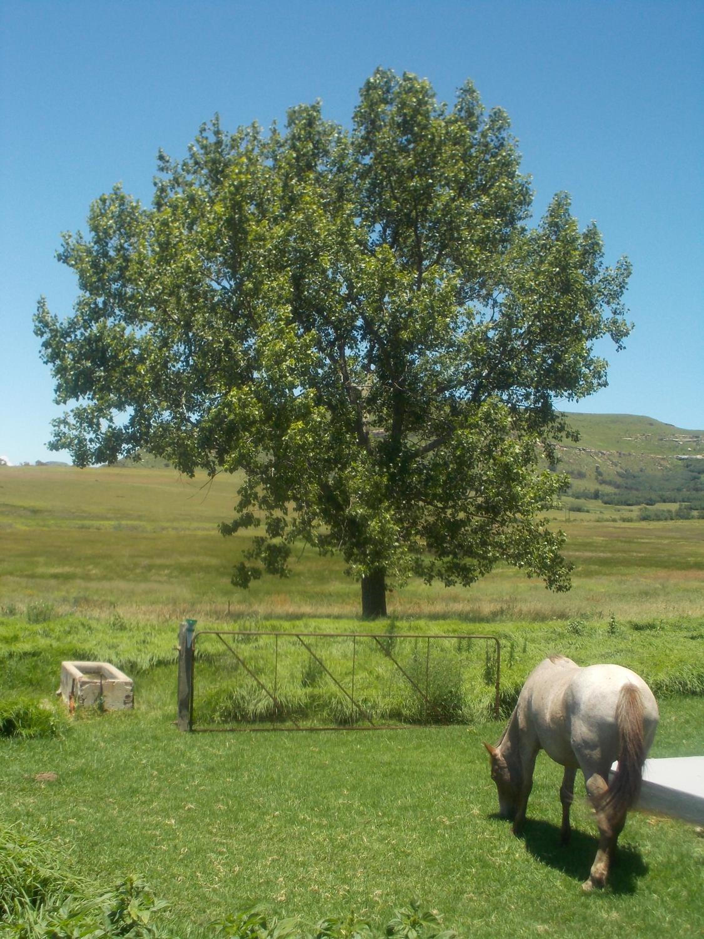 Forellenhof Guest Farm