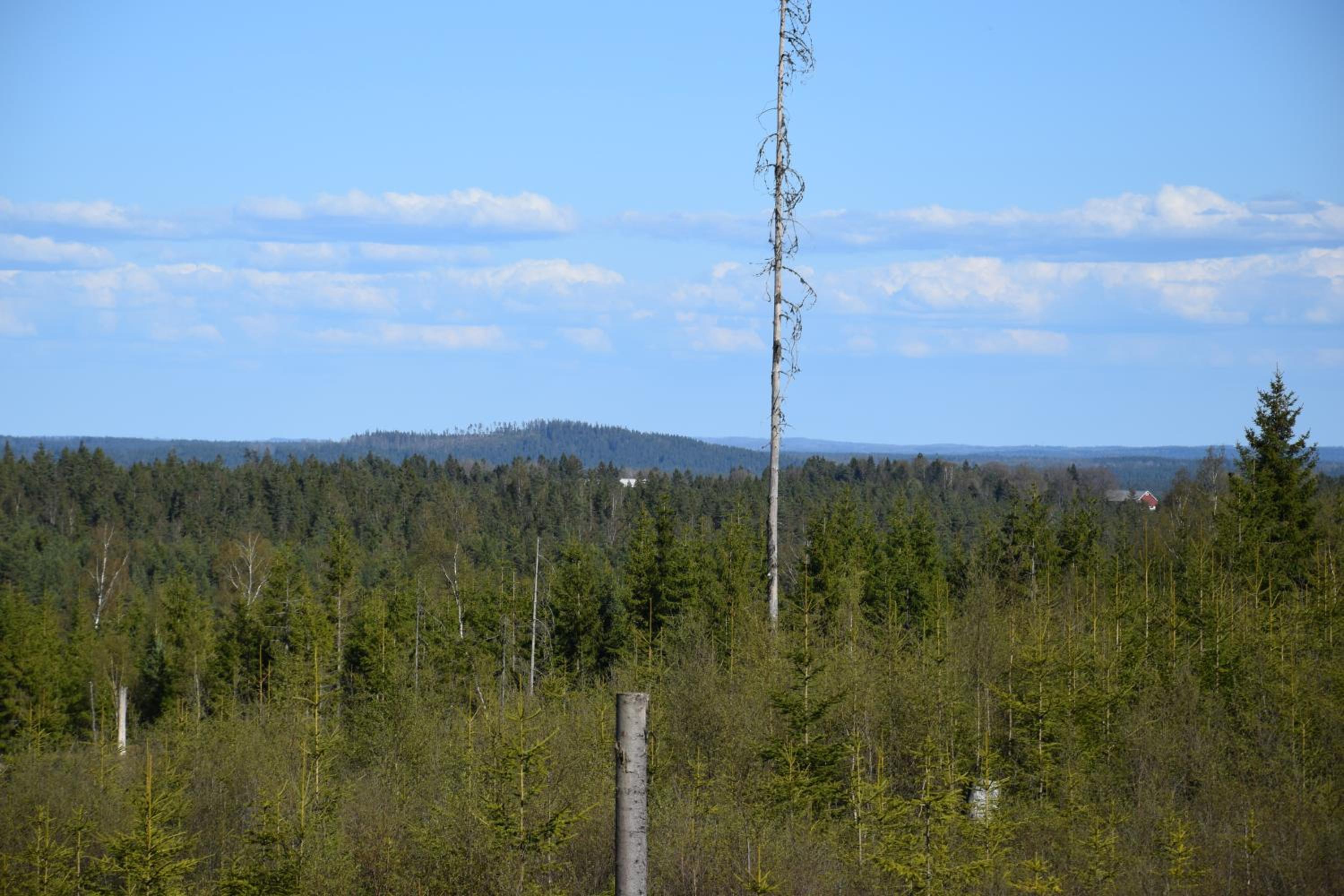 Kronobo view 4