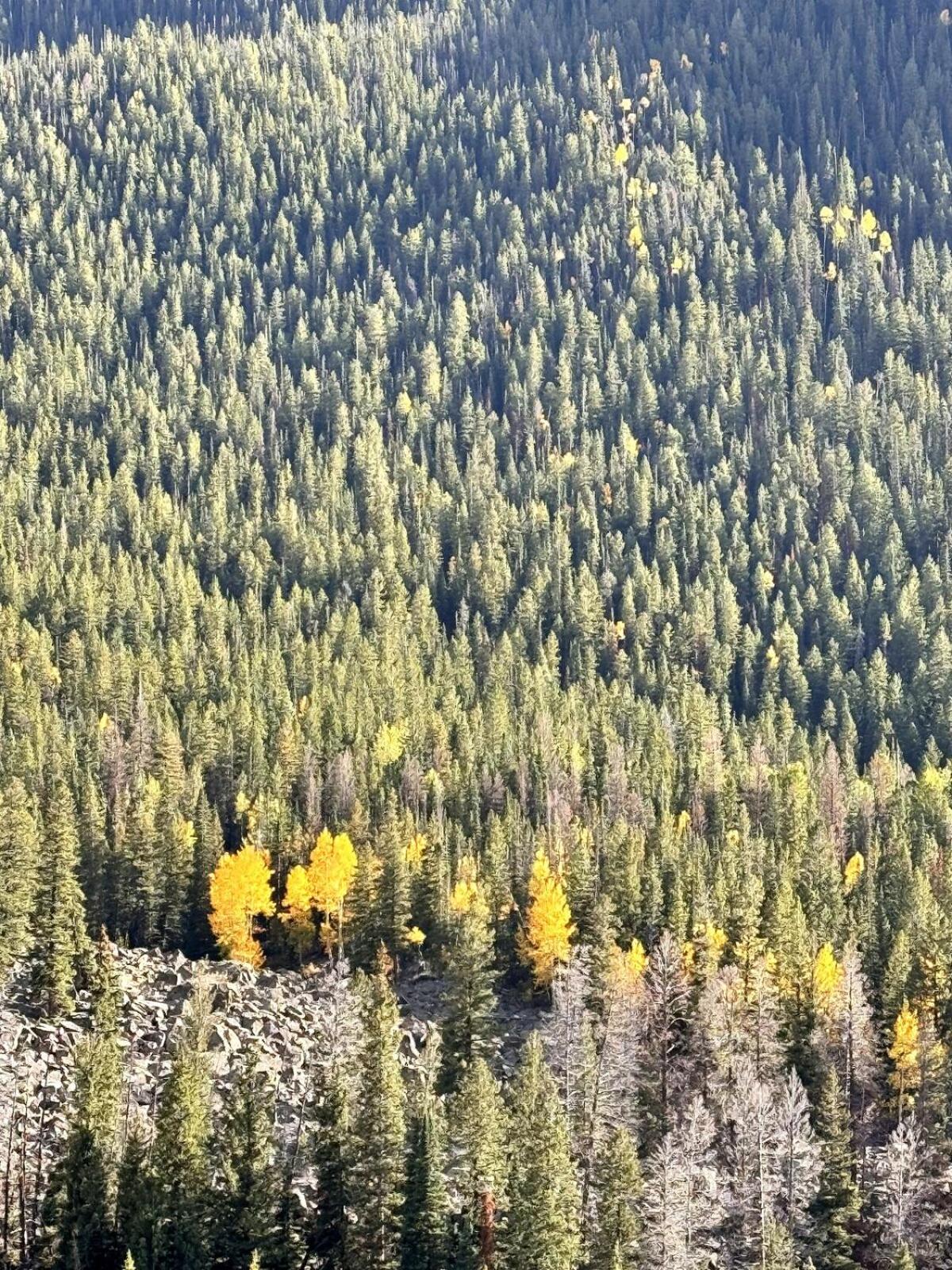 Luxe Mountain Chalet on the Blue River near Main