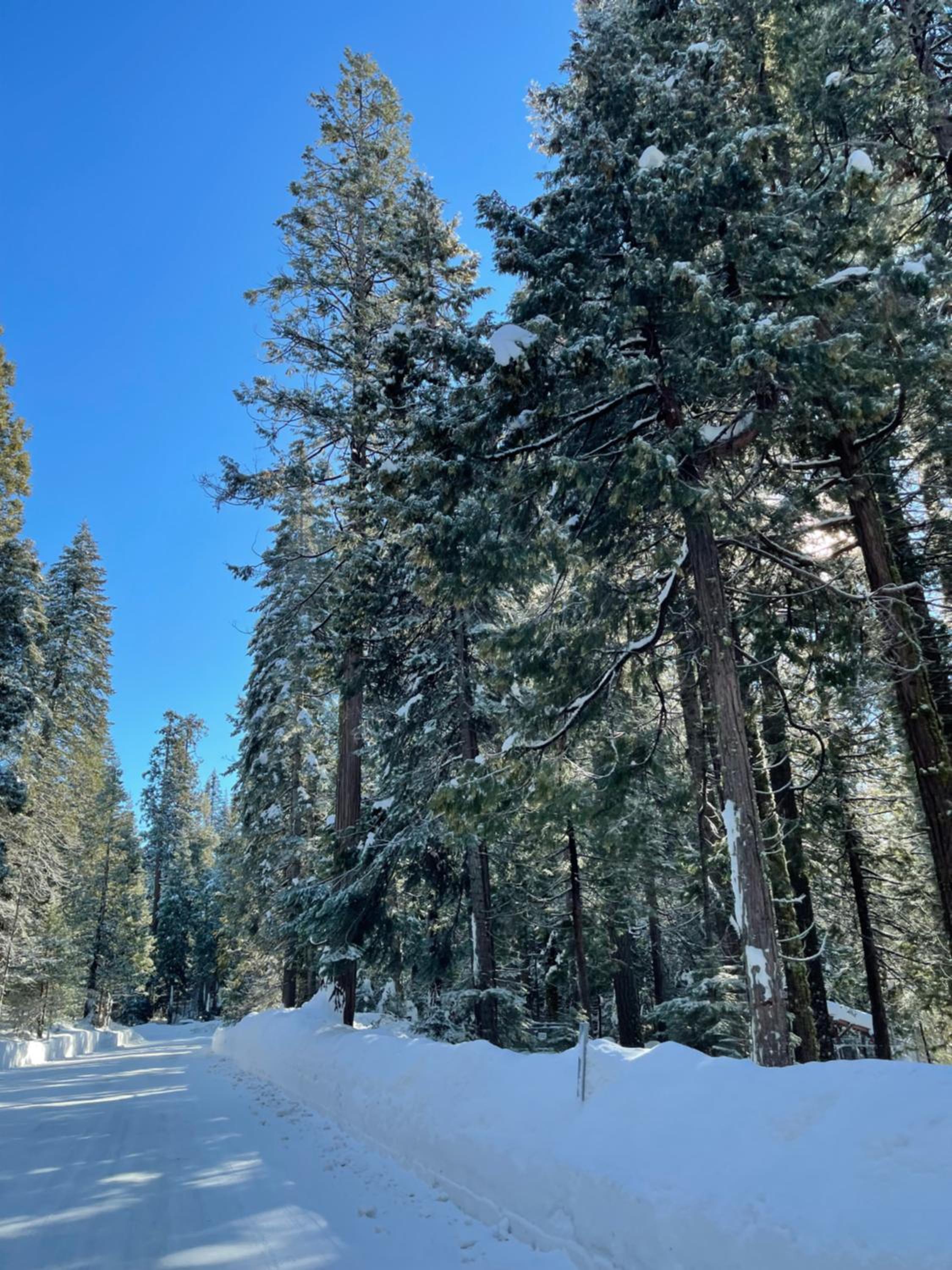 Bear Meadow Cabin at Shaver Lake