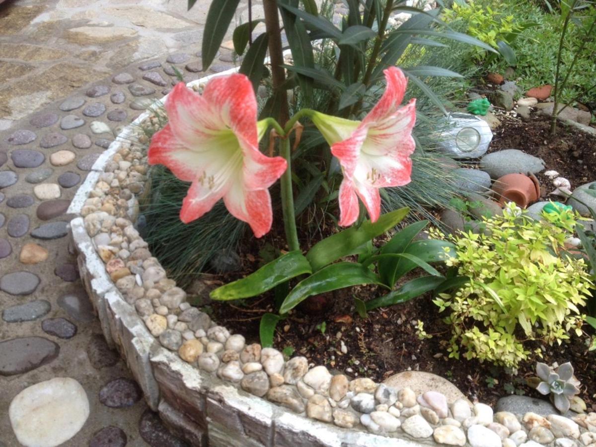 Guest House Plavas