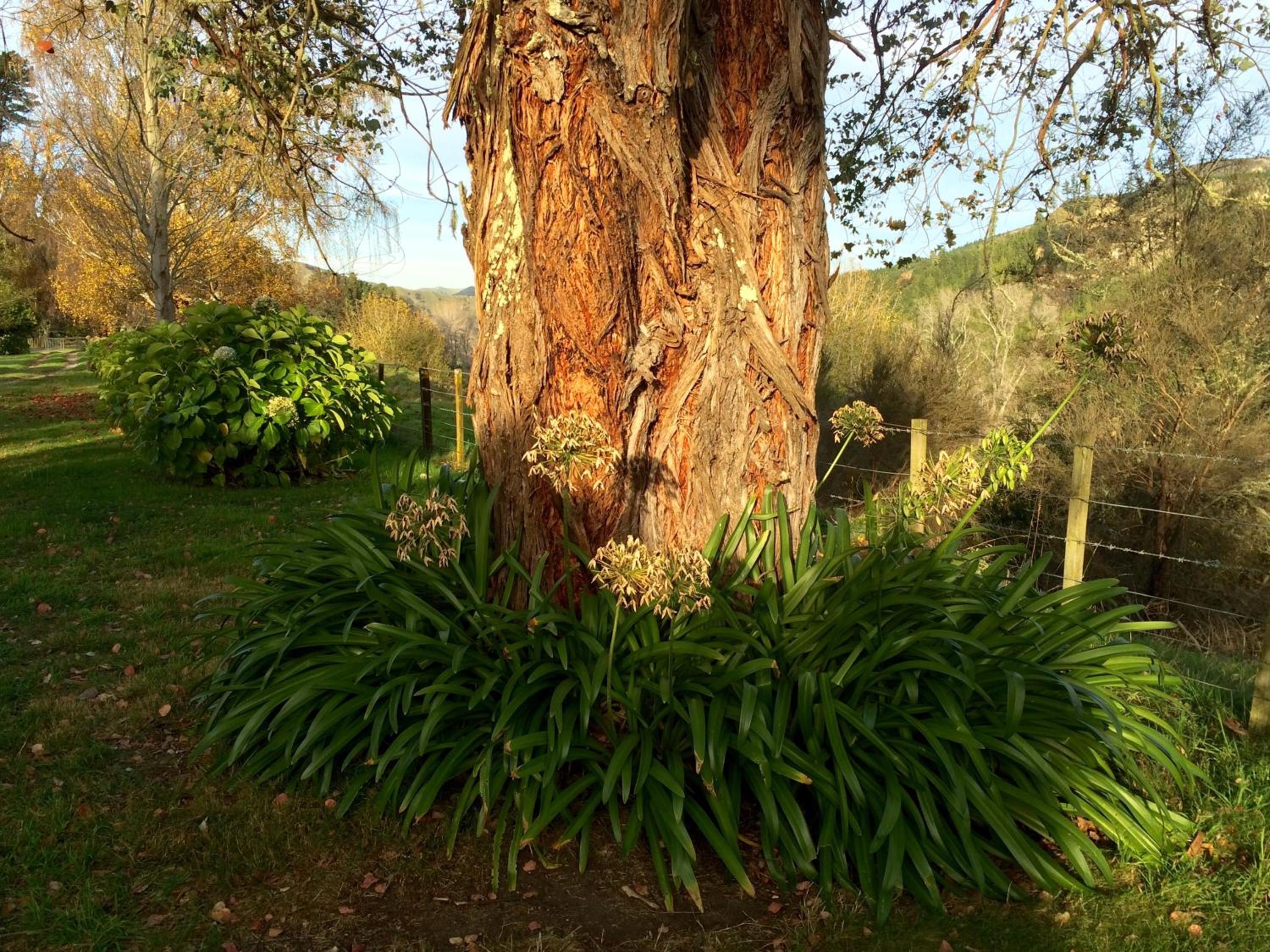 Photo 46