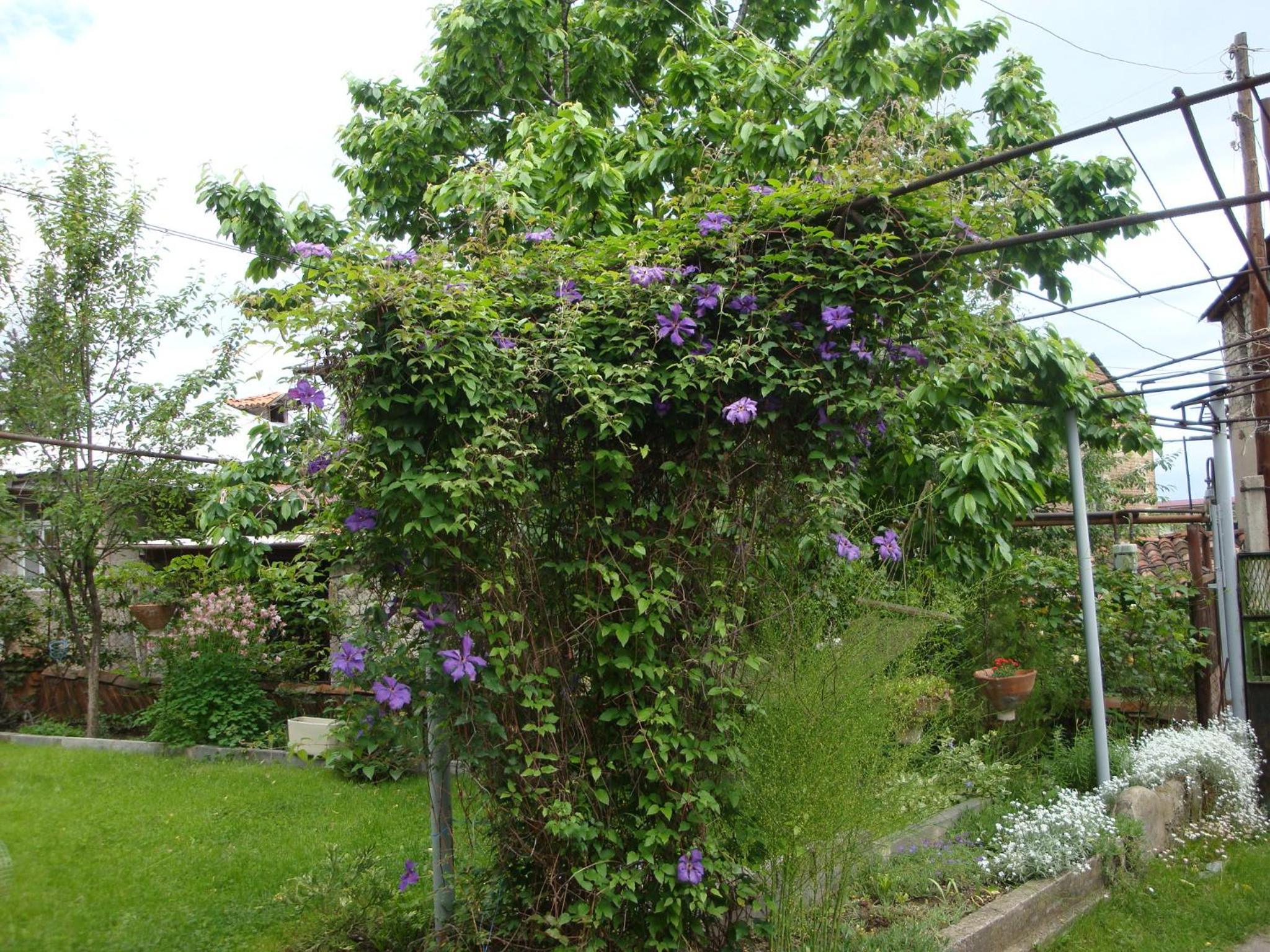 Photo 44