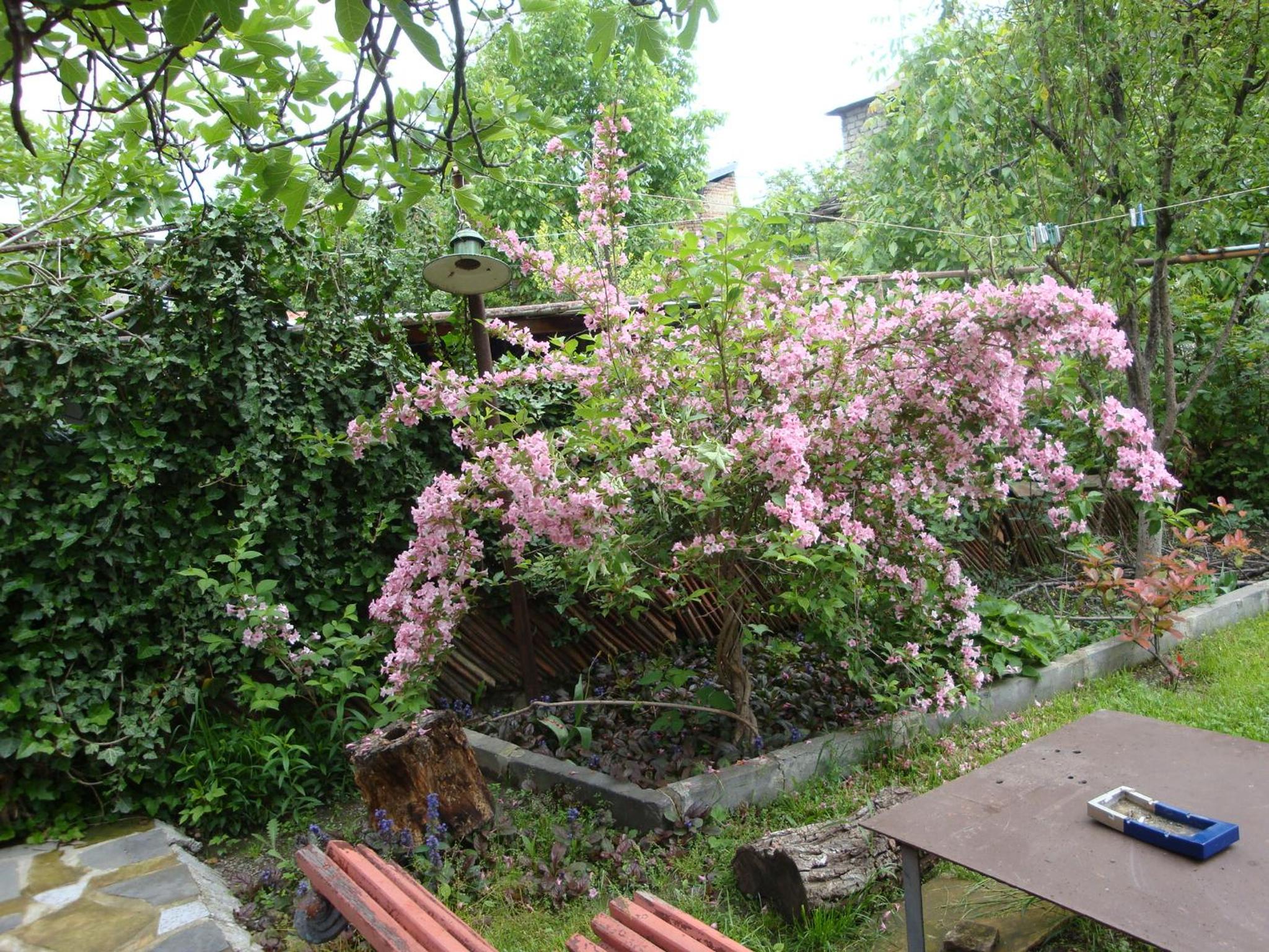 Photo 43