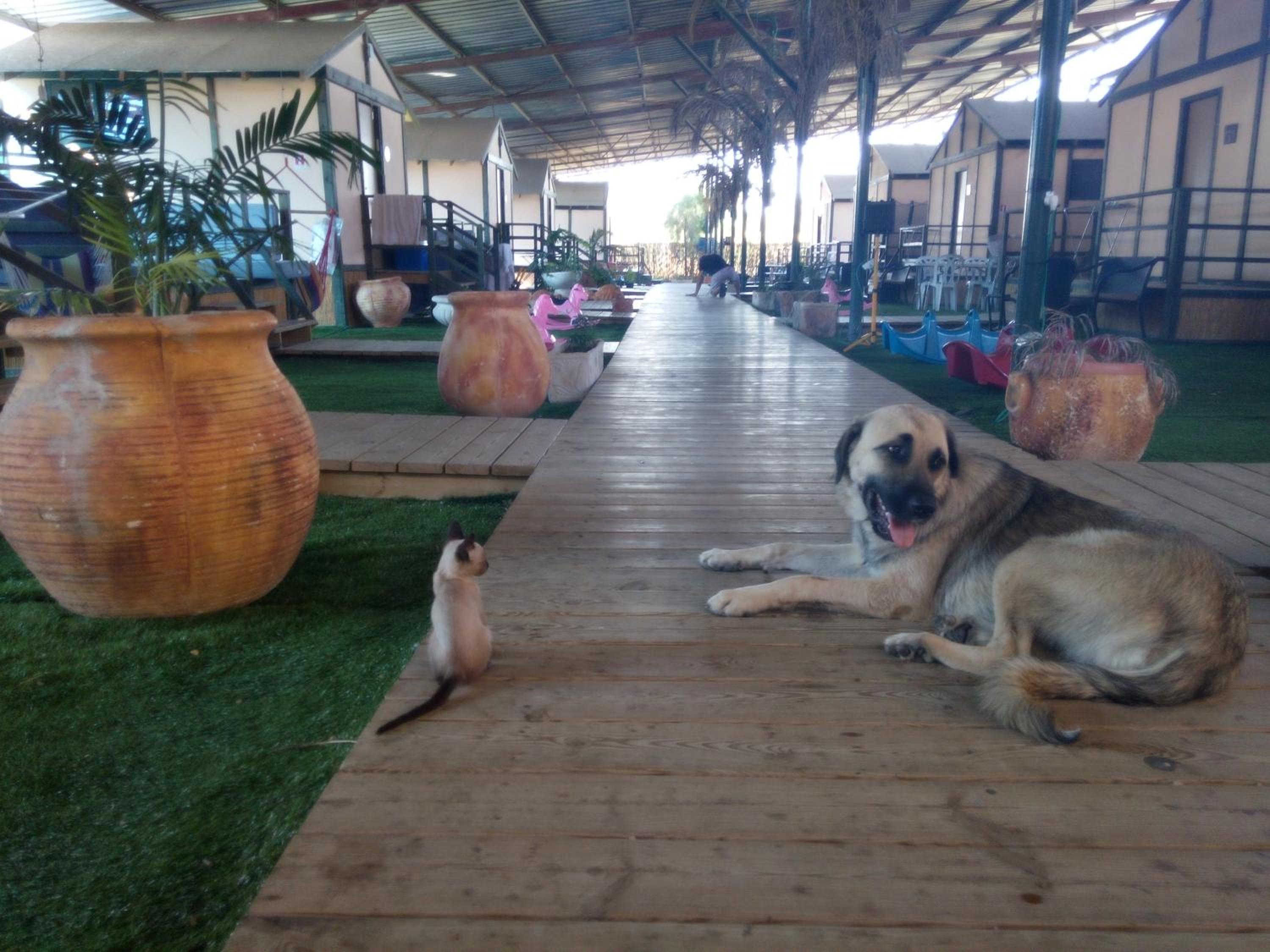 Adam's Farm