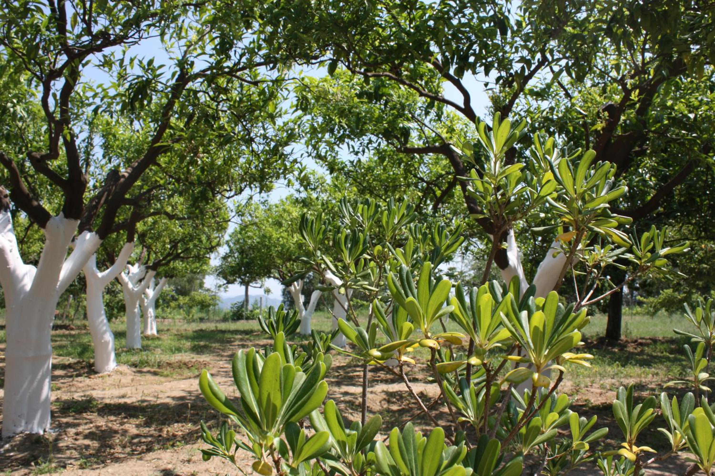 Azienda Agrituristica Le Puzelle