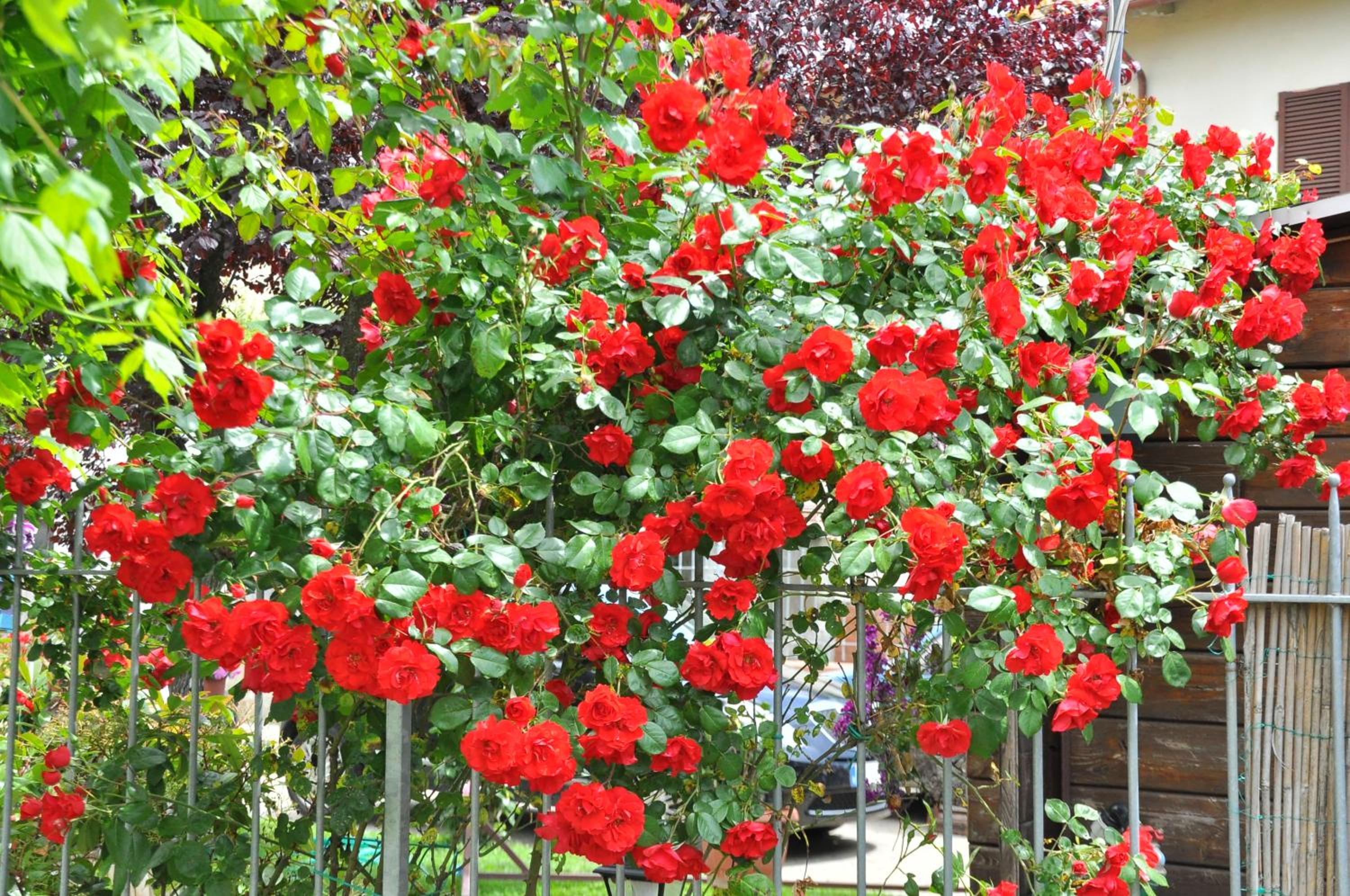 Photo 44