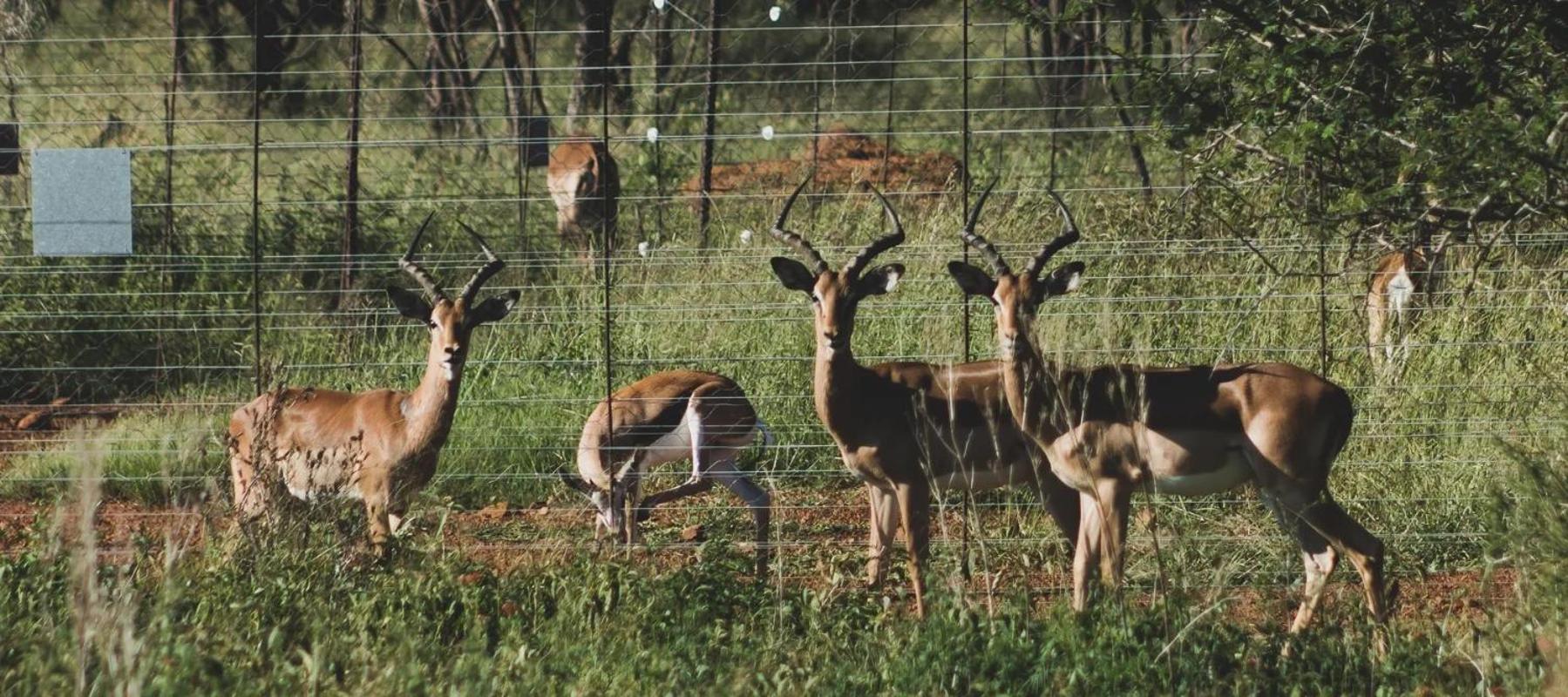 KwaThabisile Bush Retreat