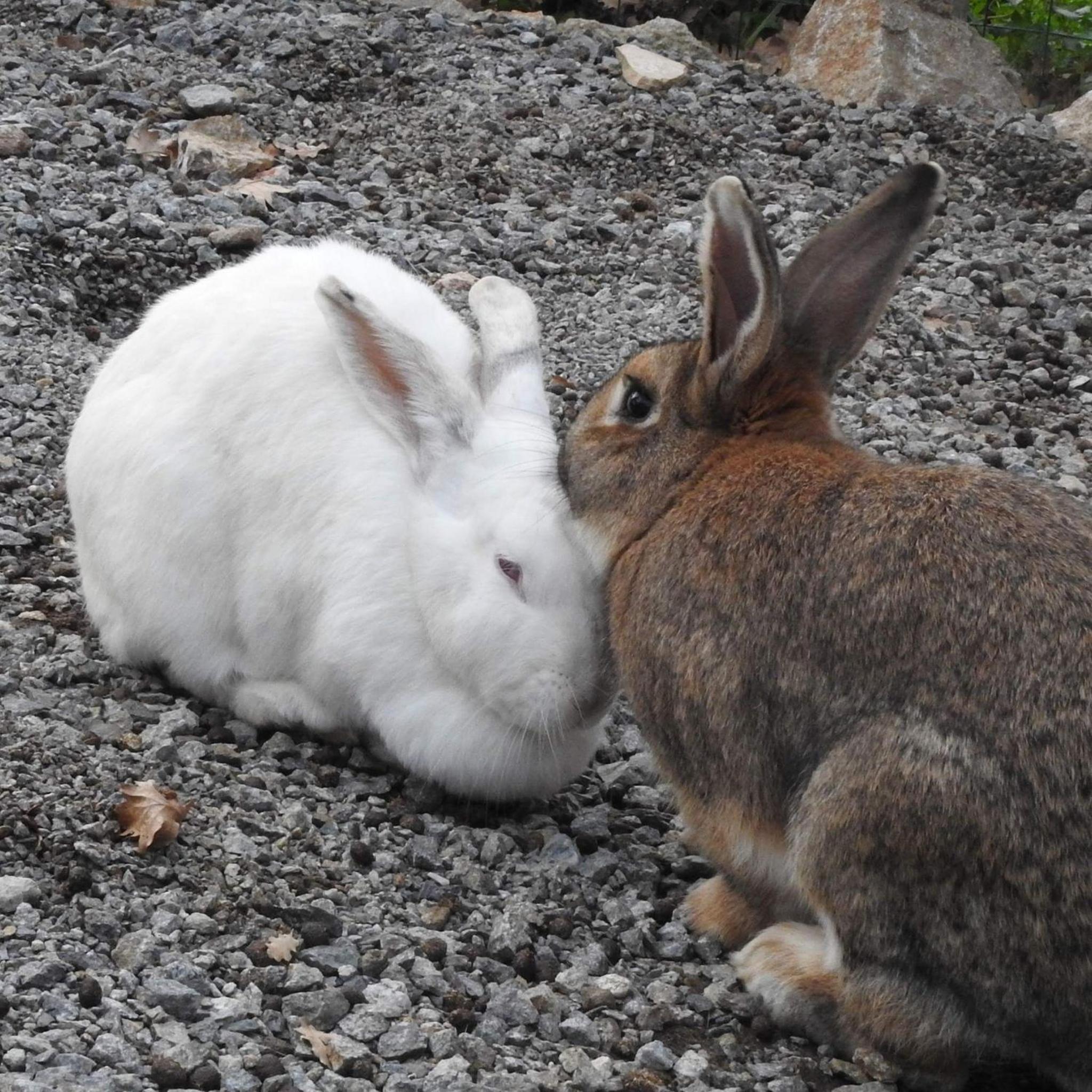 Photo 80