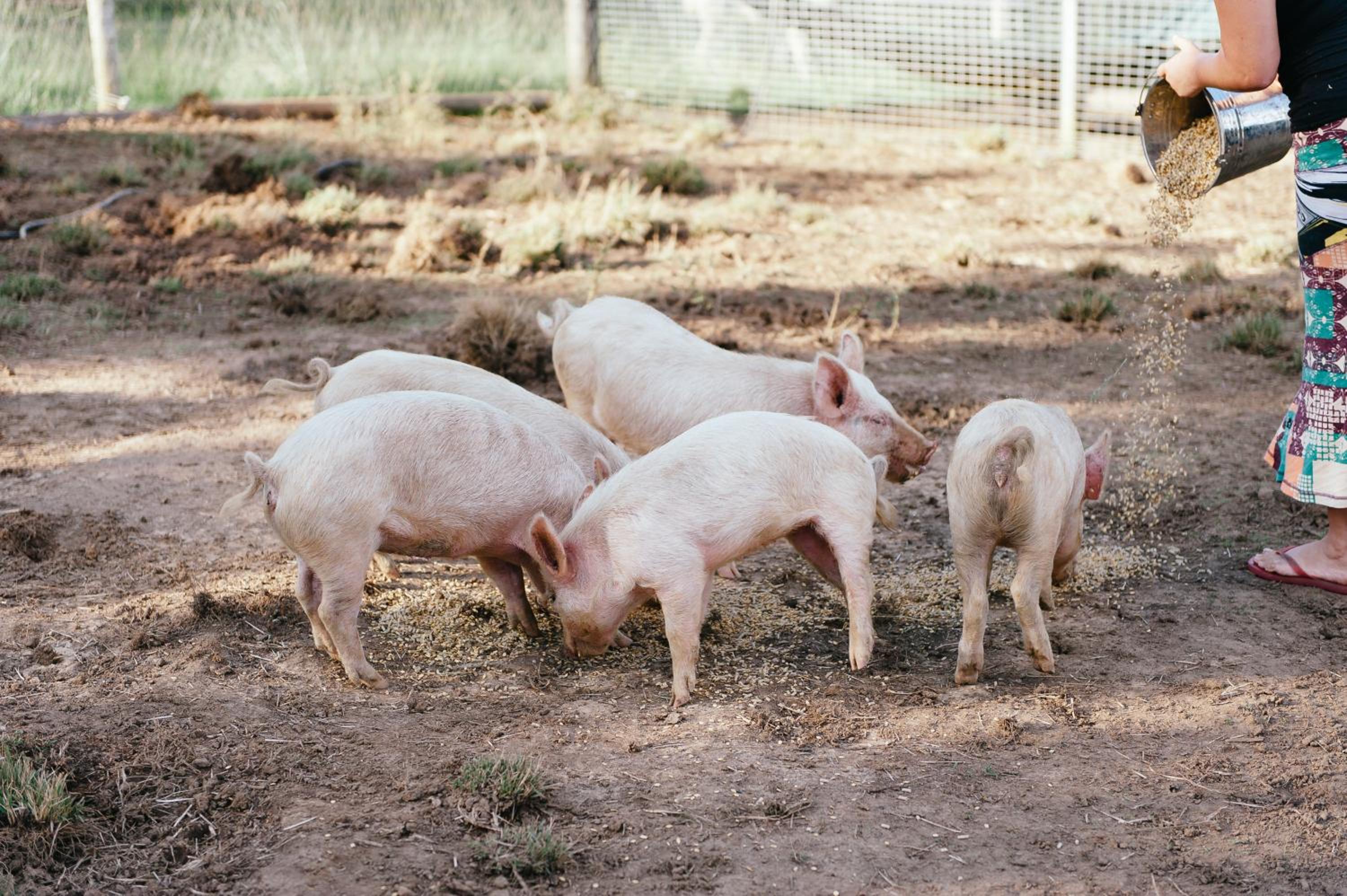Blackwattle Farm