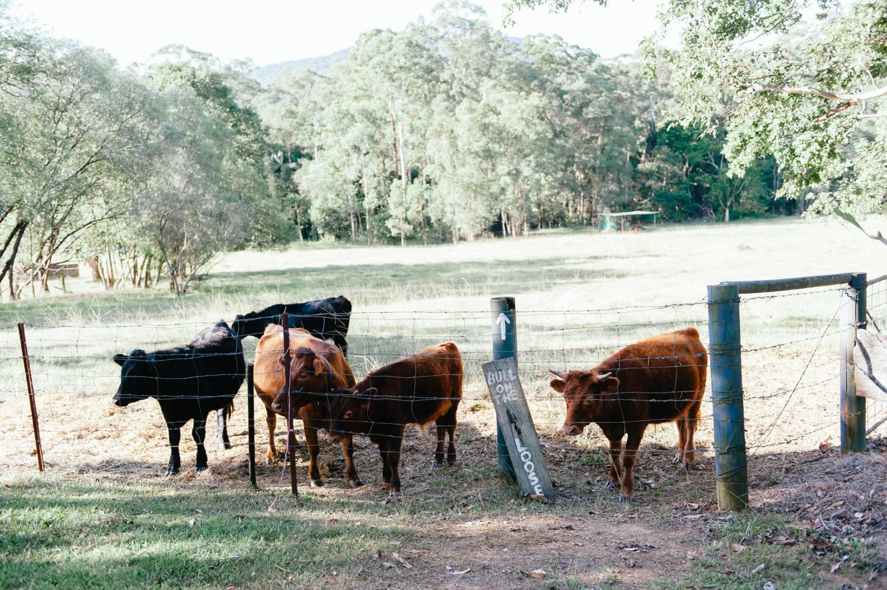 Blackwattle Farm