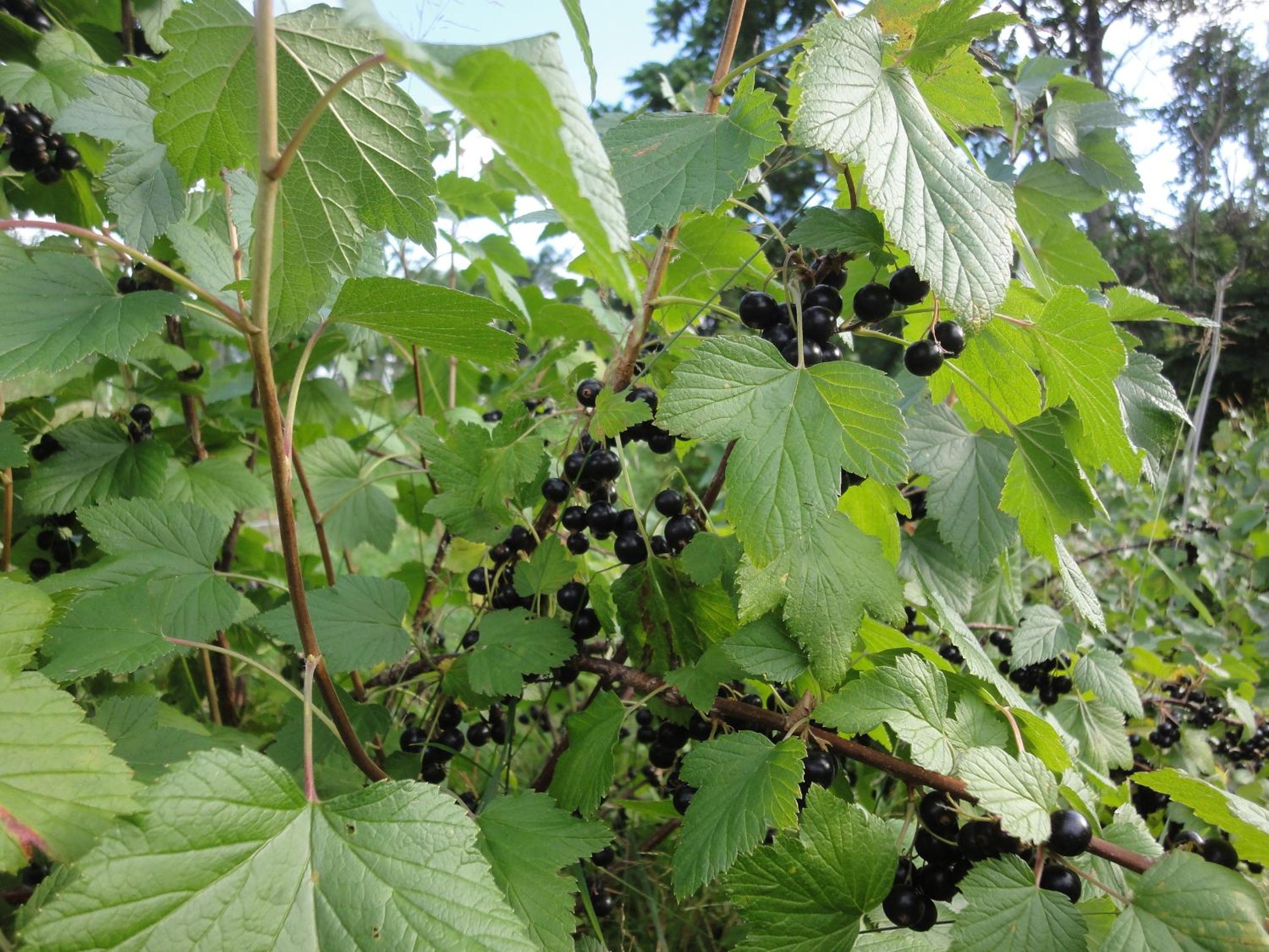 Farm Inn Anima no Sato