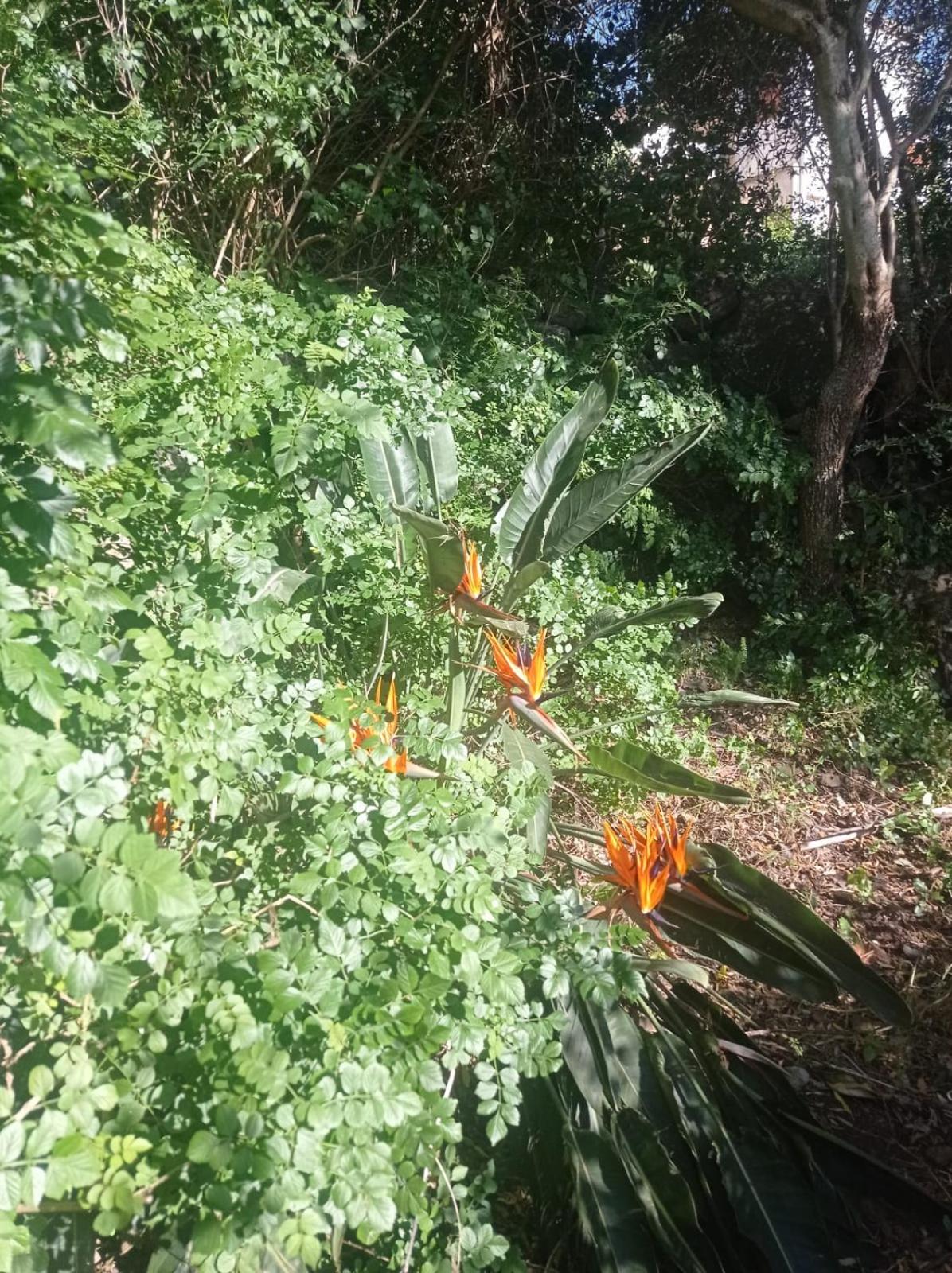 i giardini di Ailobran