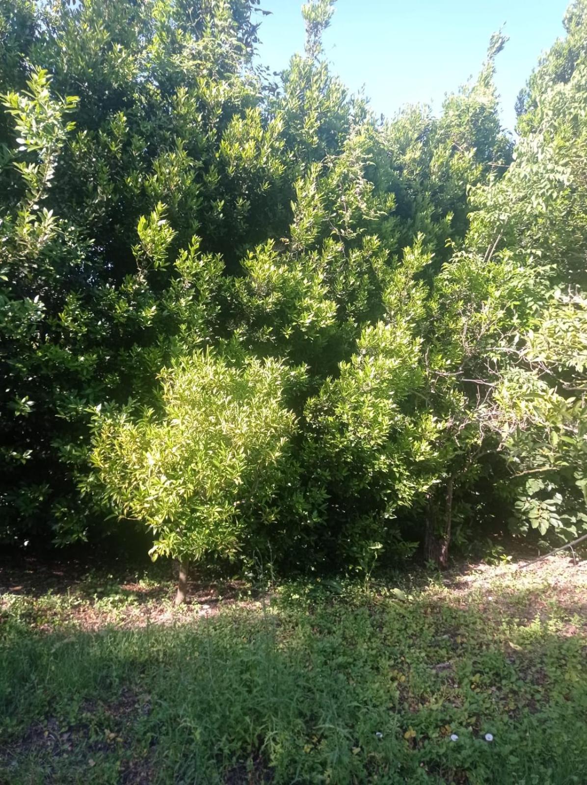 i giardini di Ailobran