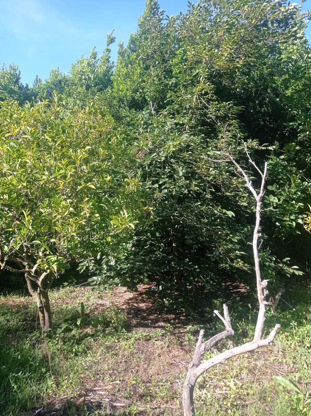 i giardini di Ailobran