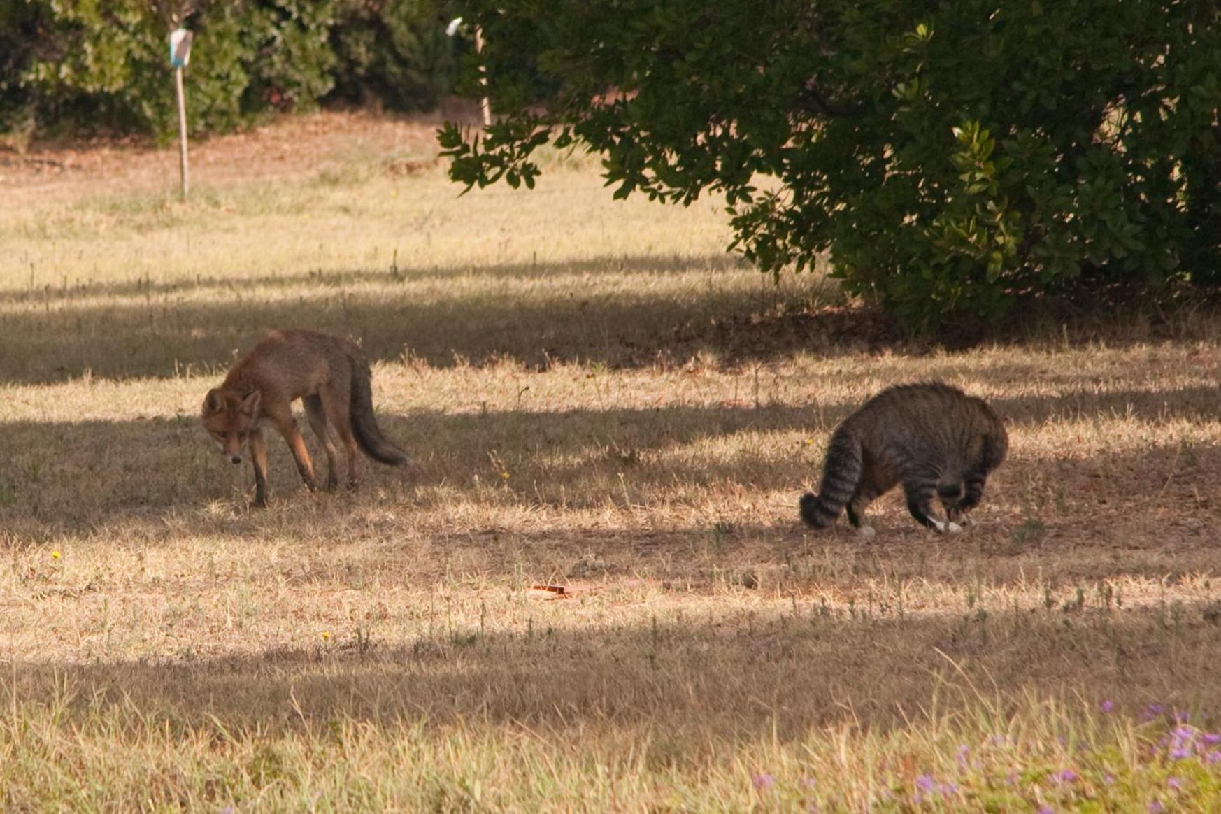 Photo 45