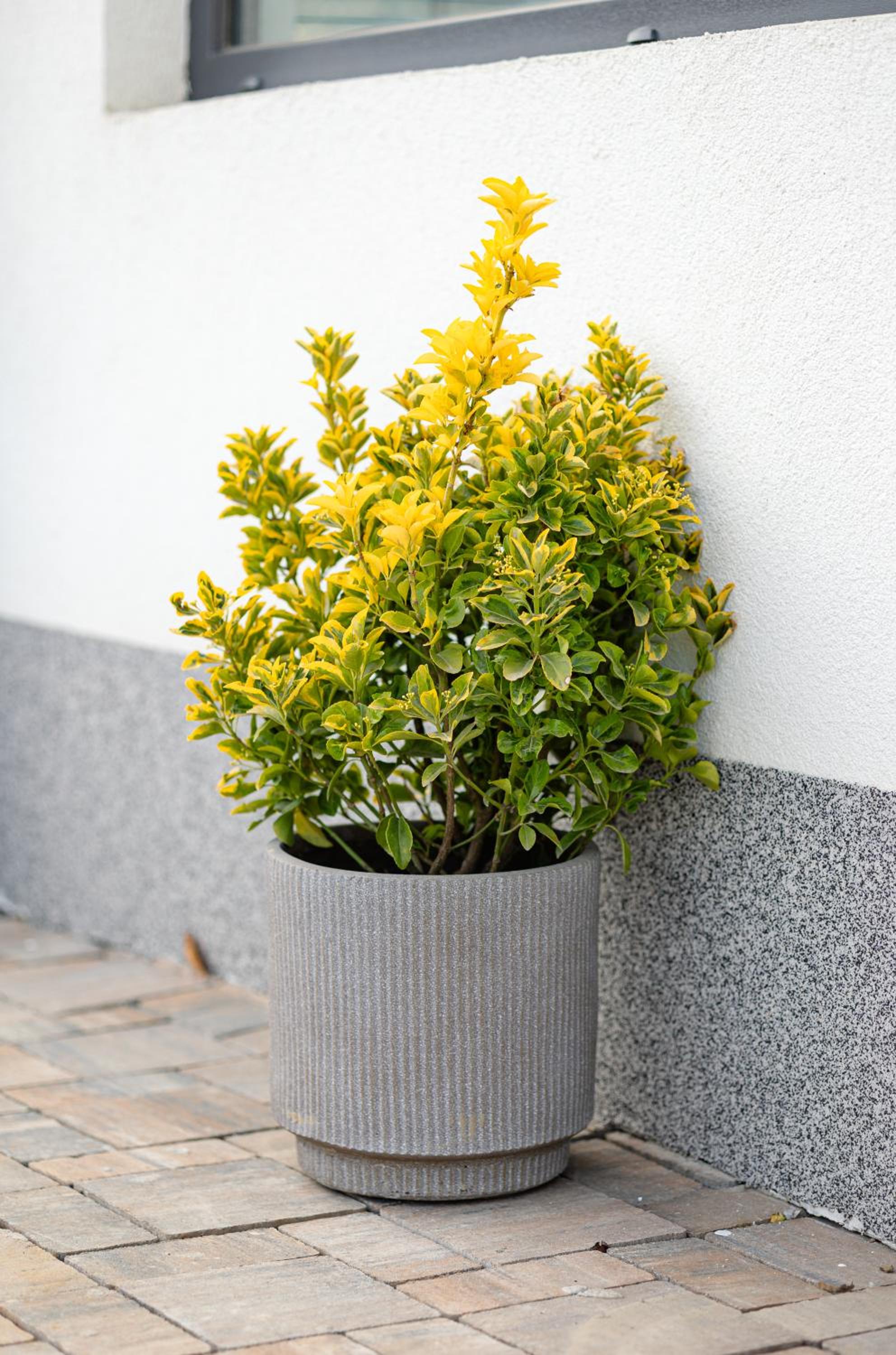 Amavi Homes With Garden