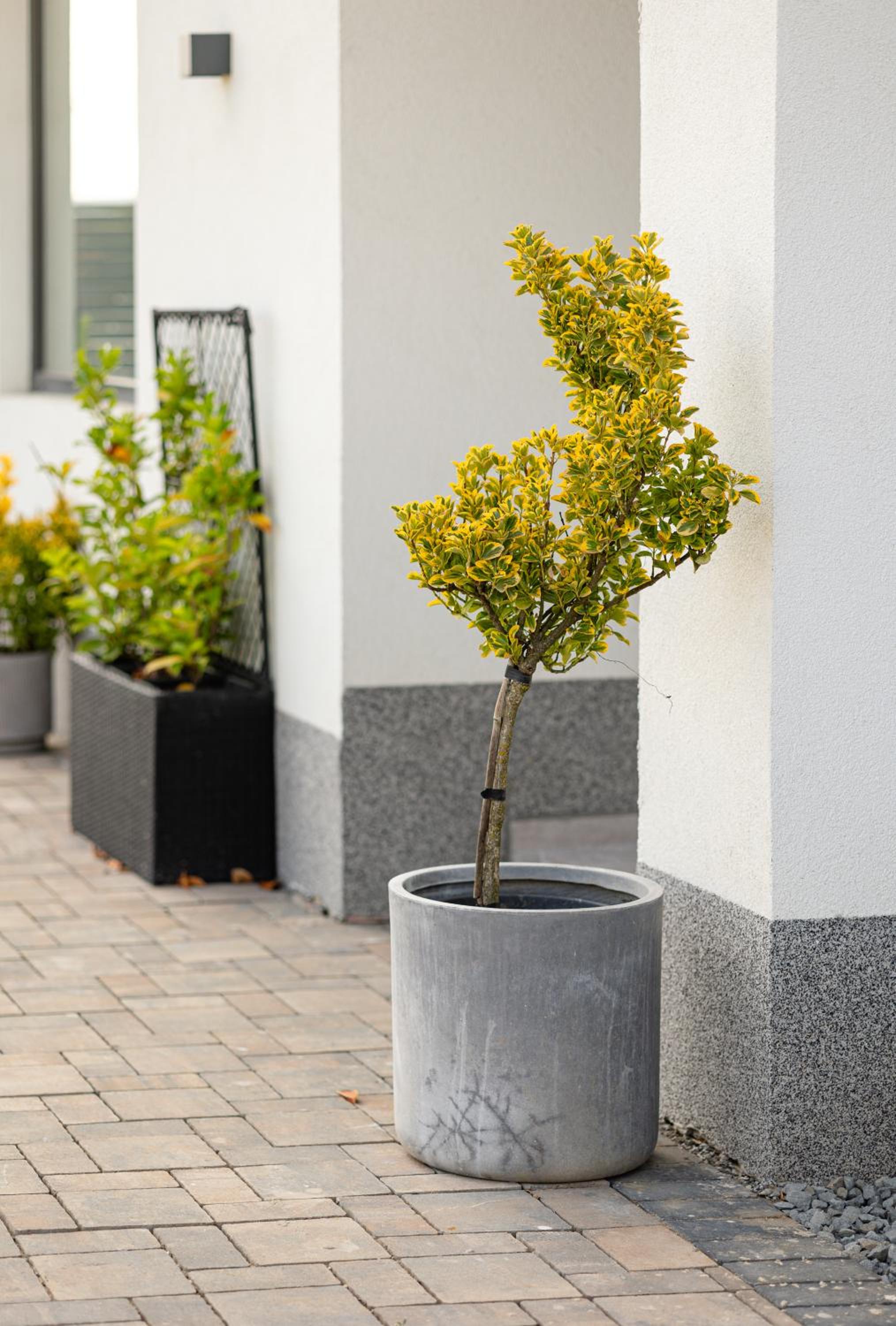 Amavi Homes With Garden