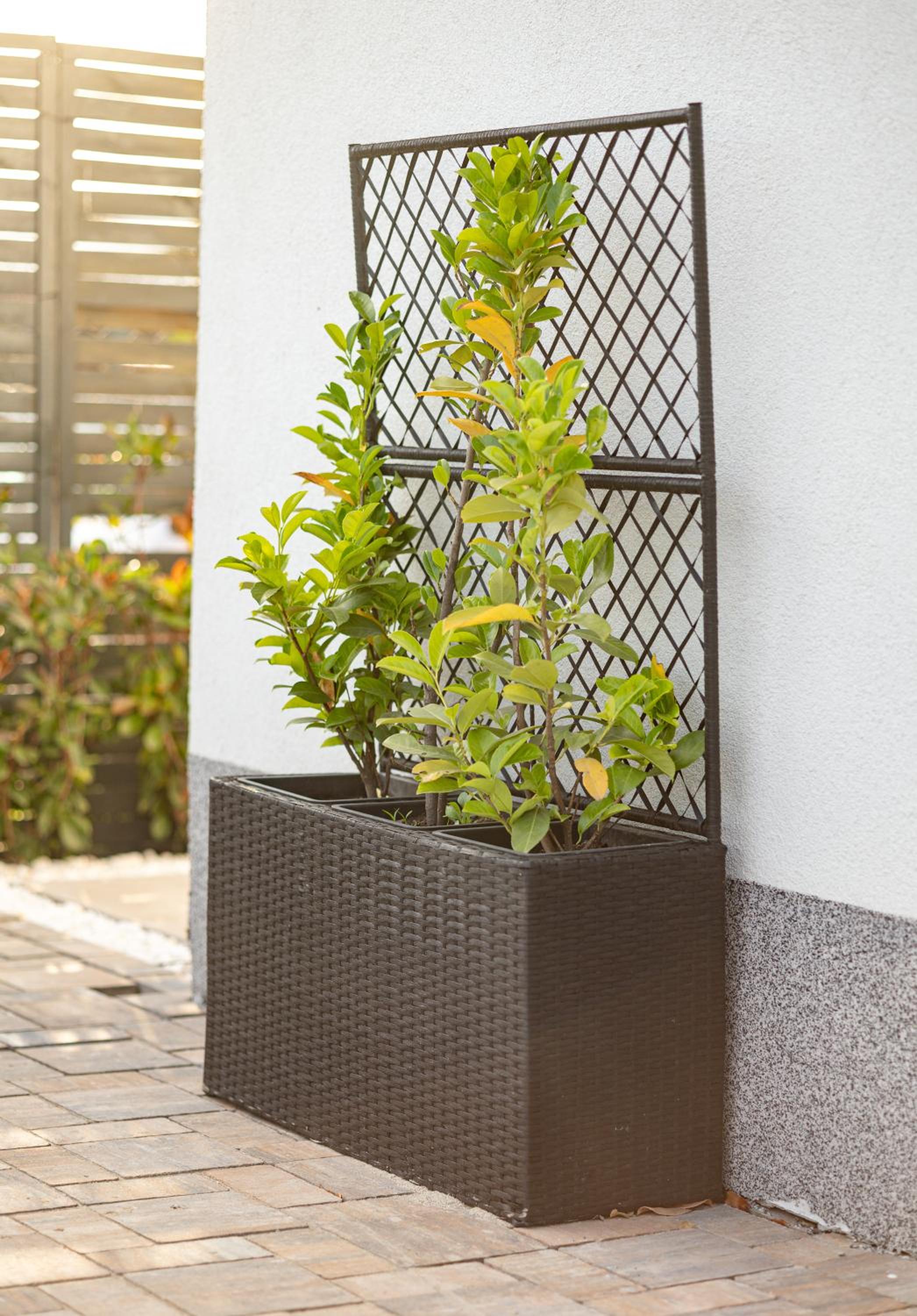 Amavi Homes With Garden