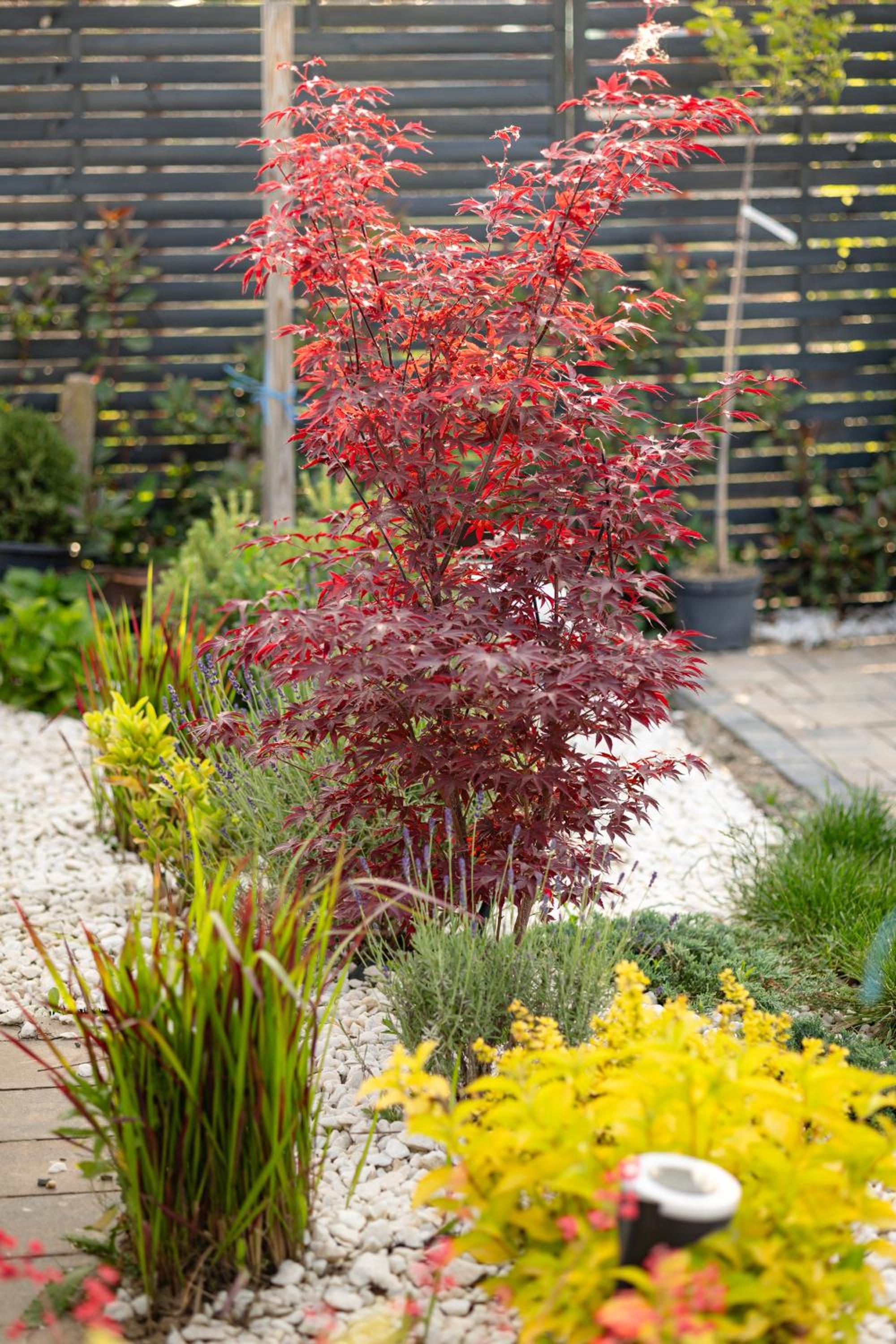 Amavi Homes With Garden
