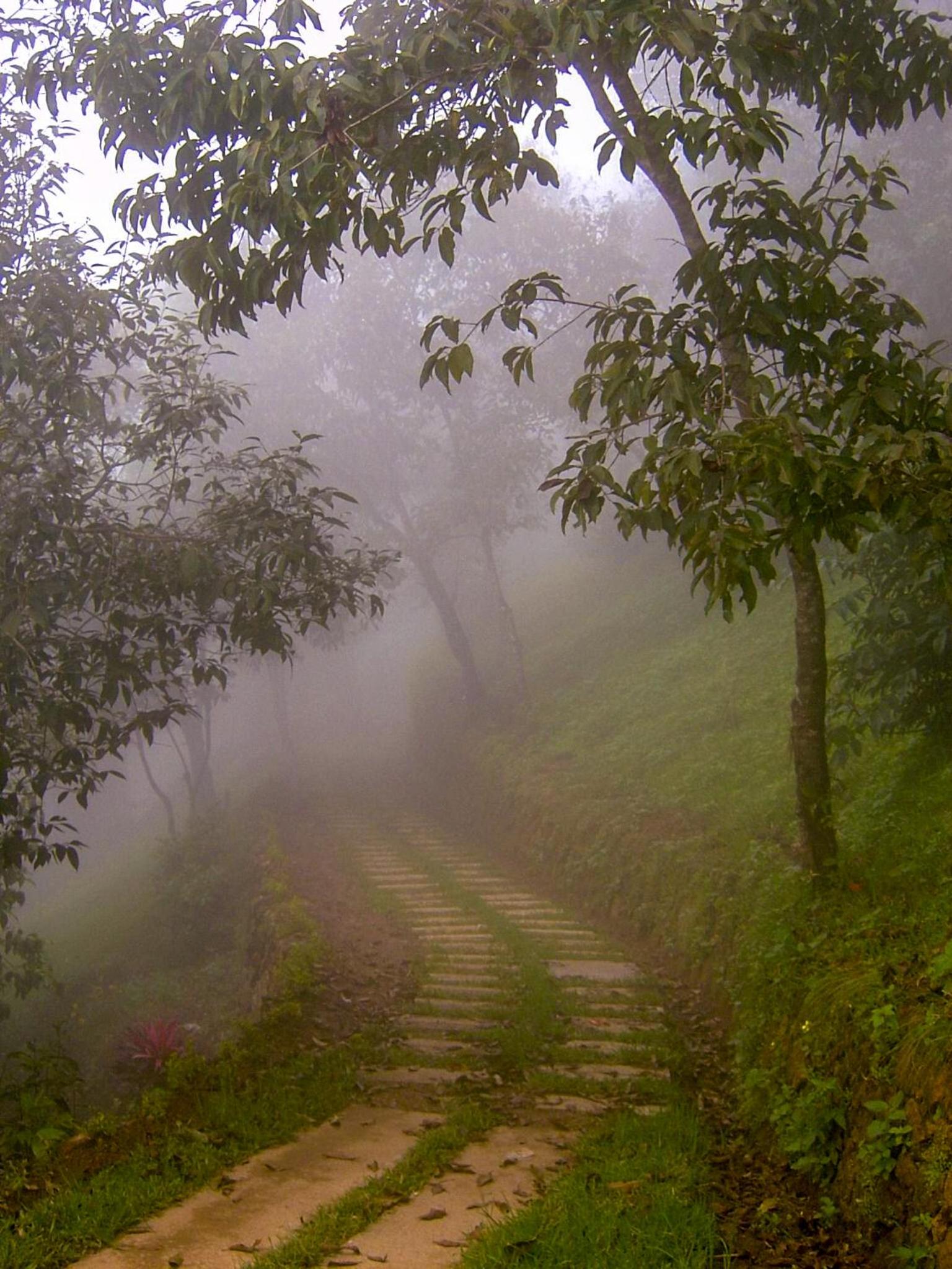 Munnar Vacations - Blackberry Hills Munnar Nature Resort  Spa - Property Image 11