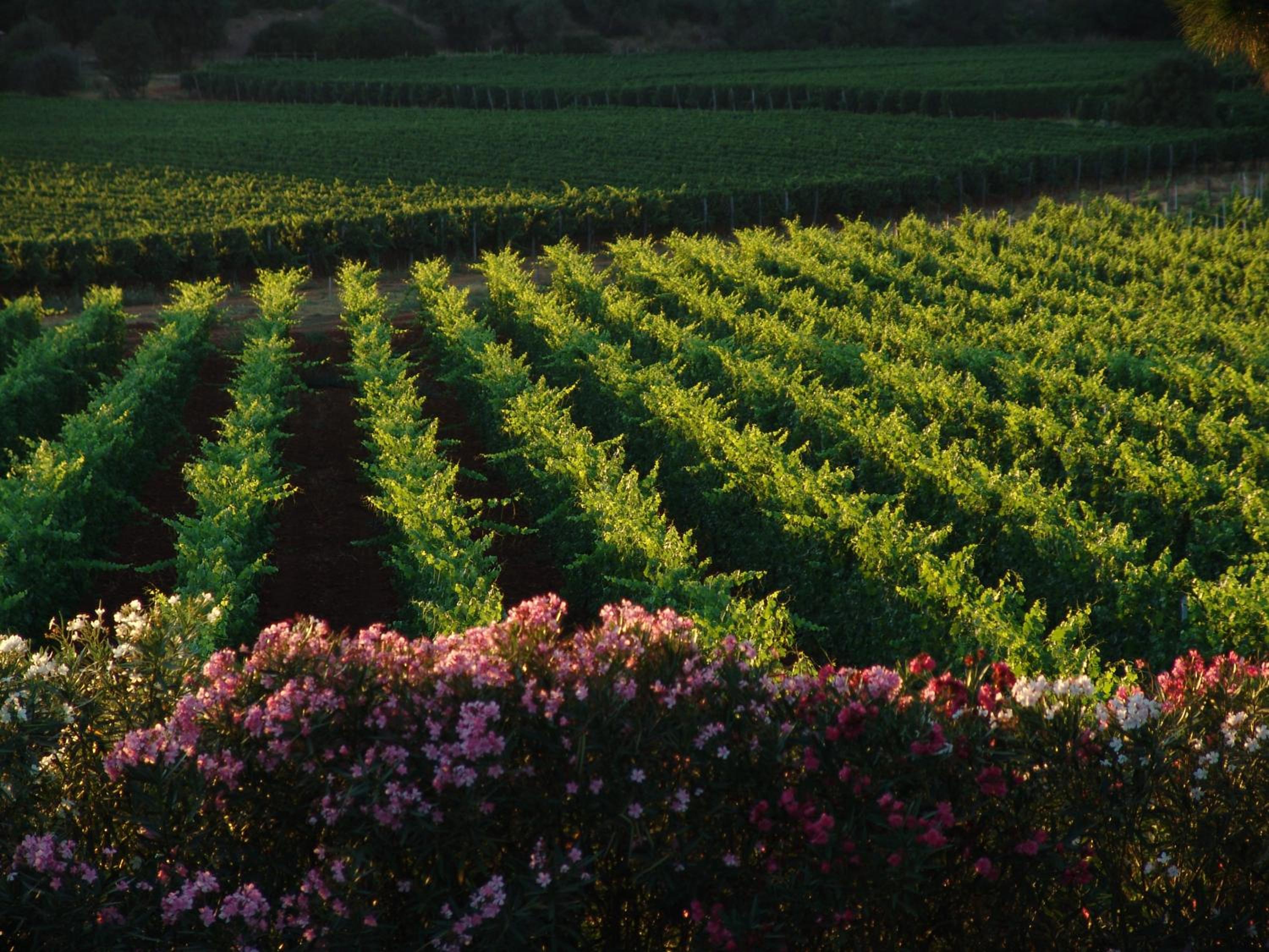 Agriturismo Fattoria Il Casalone