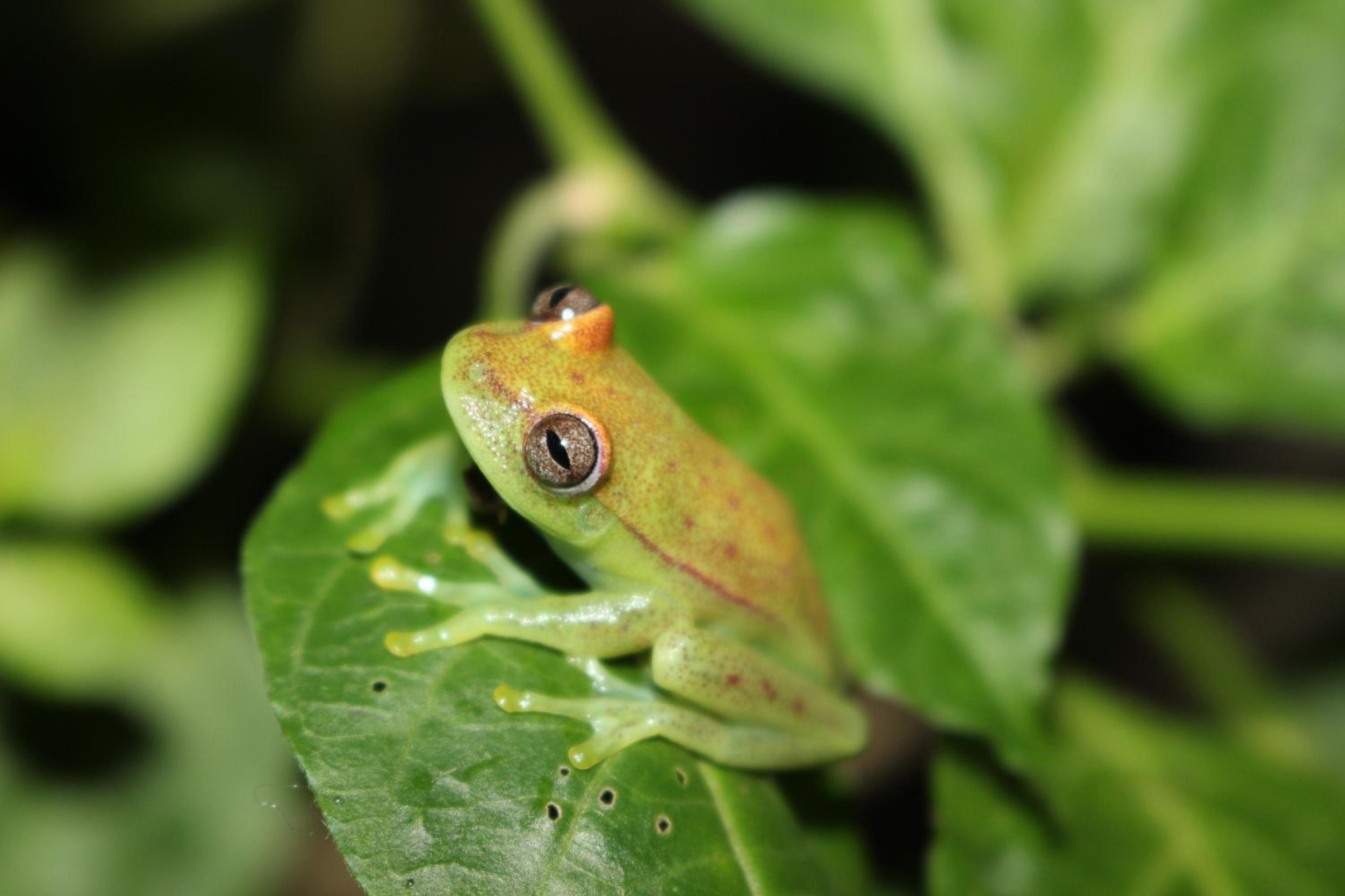 K'erenda Homet Reserva Natural