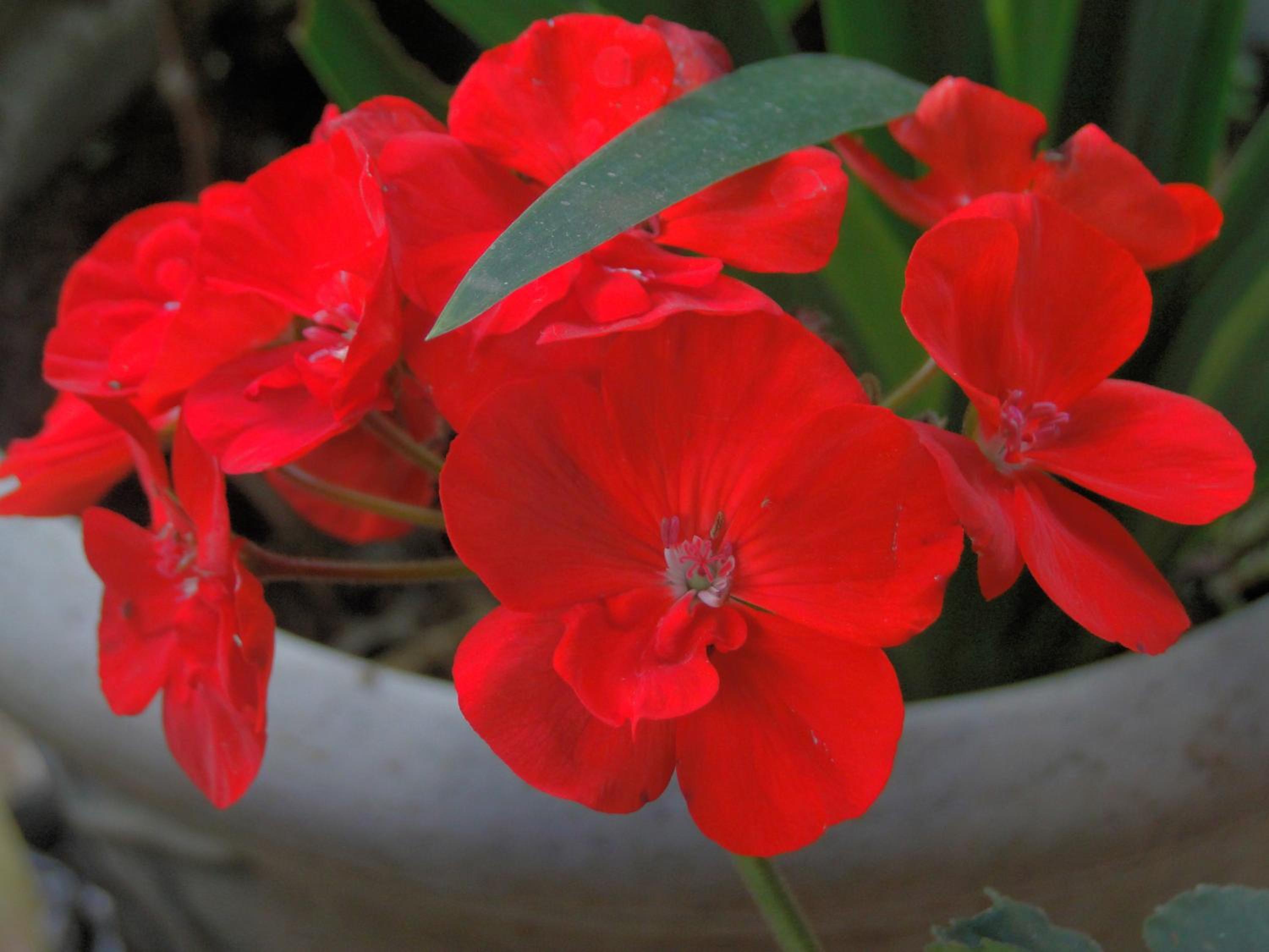 Hosteria Florecer, photo 86