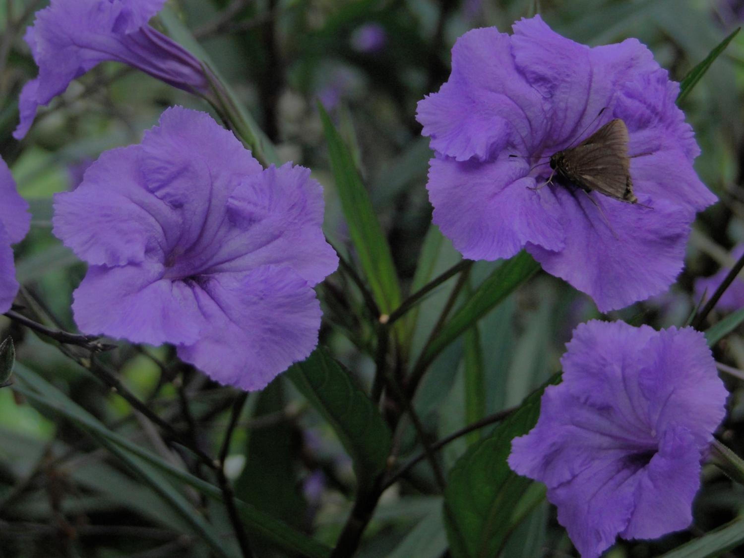 Hosteria Florecer