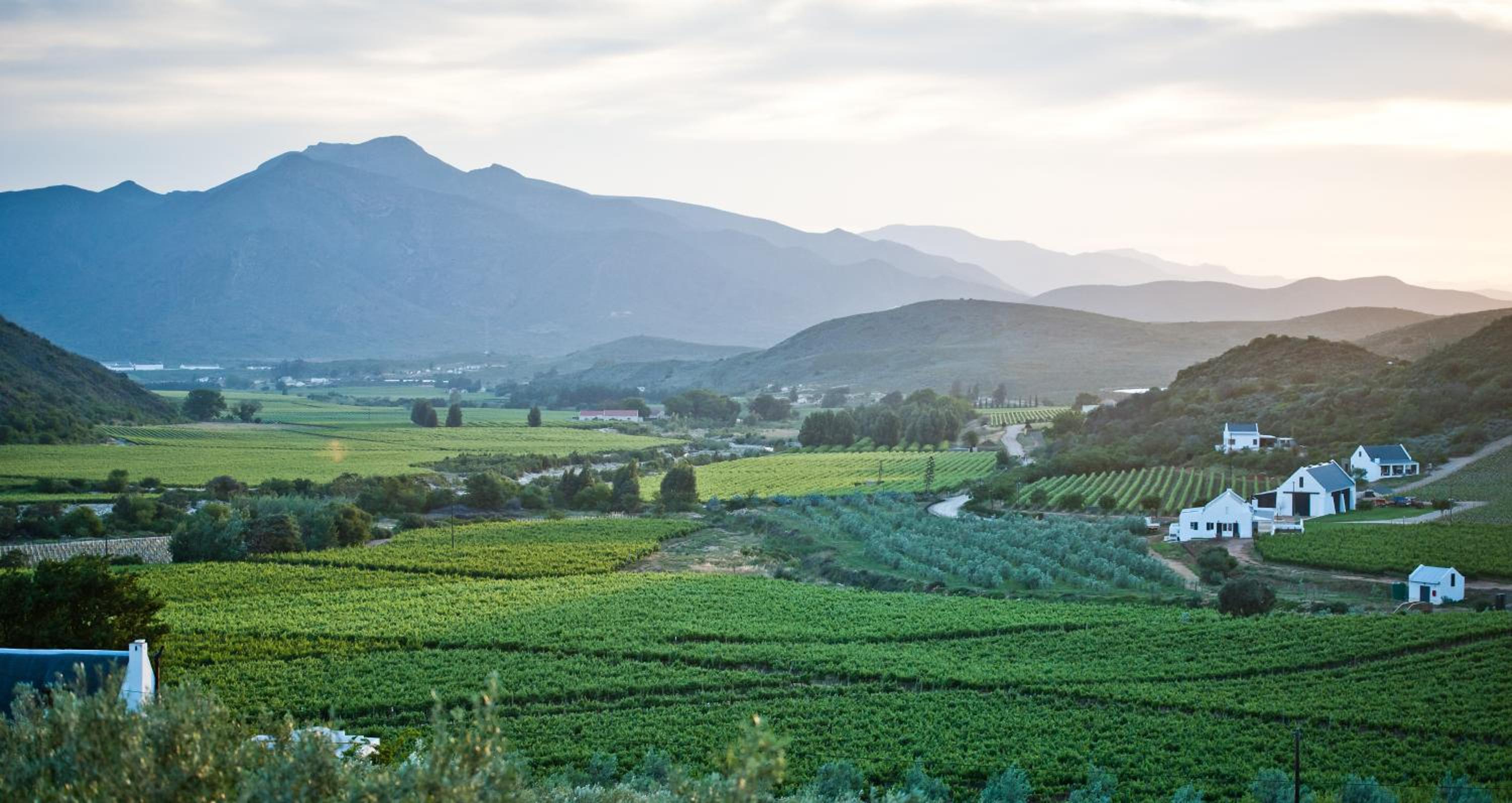 Orange Grove
