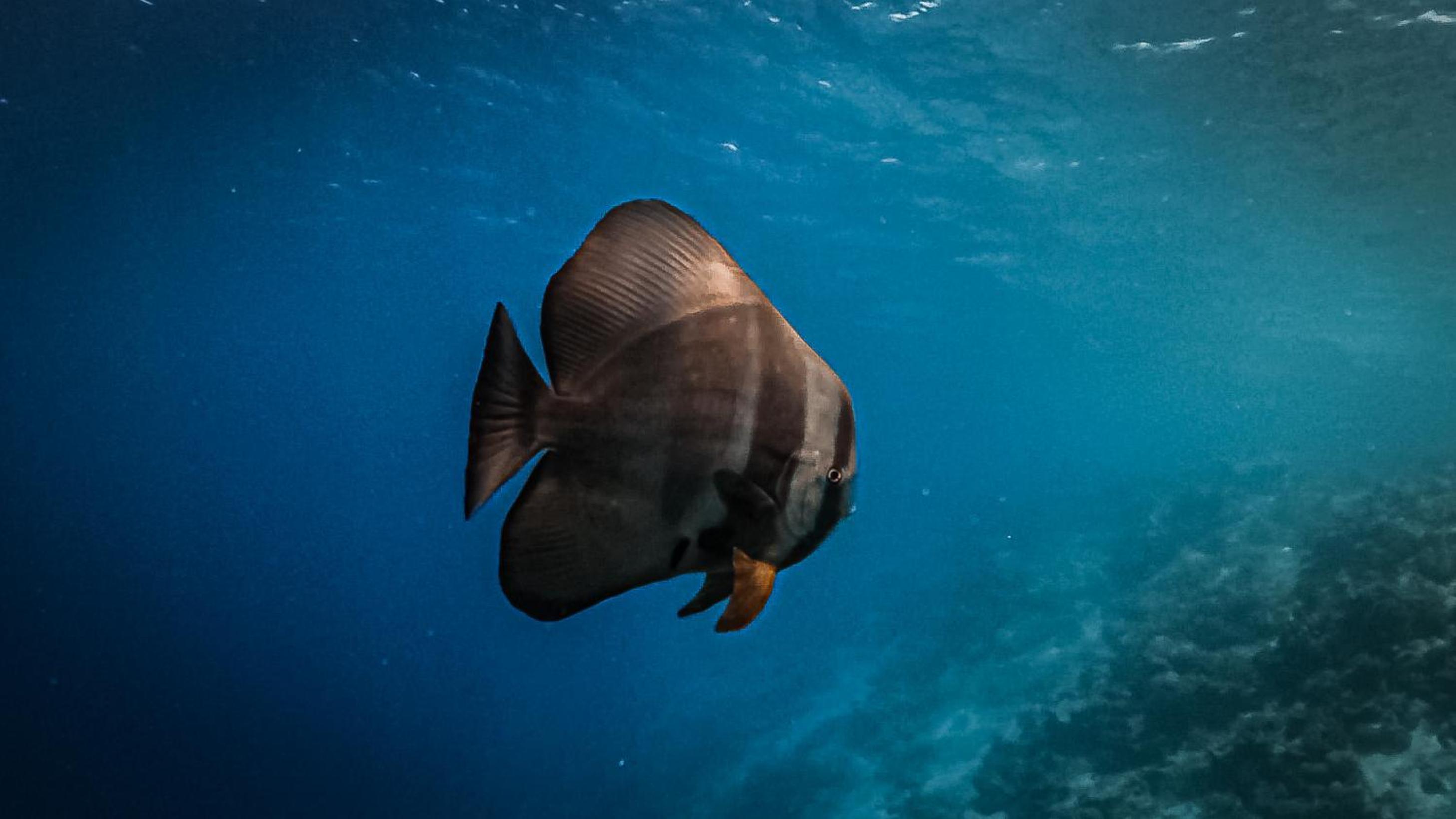 Shadow Isles Himandhoo