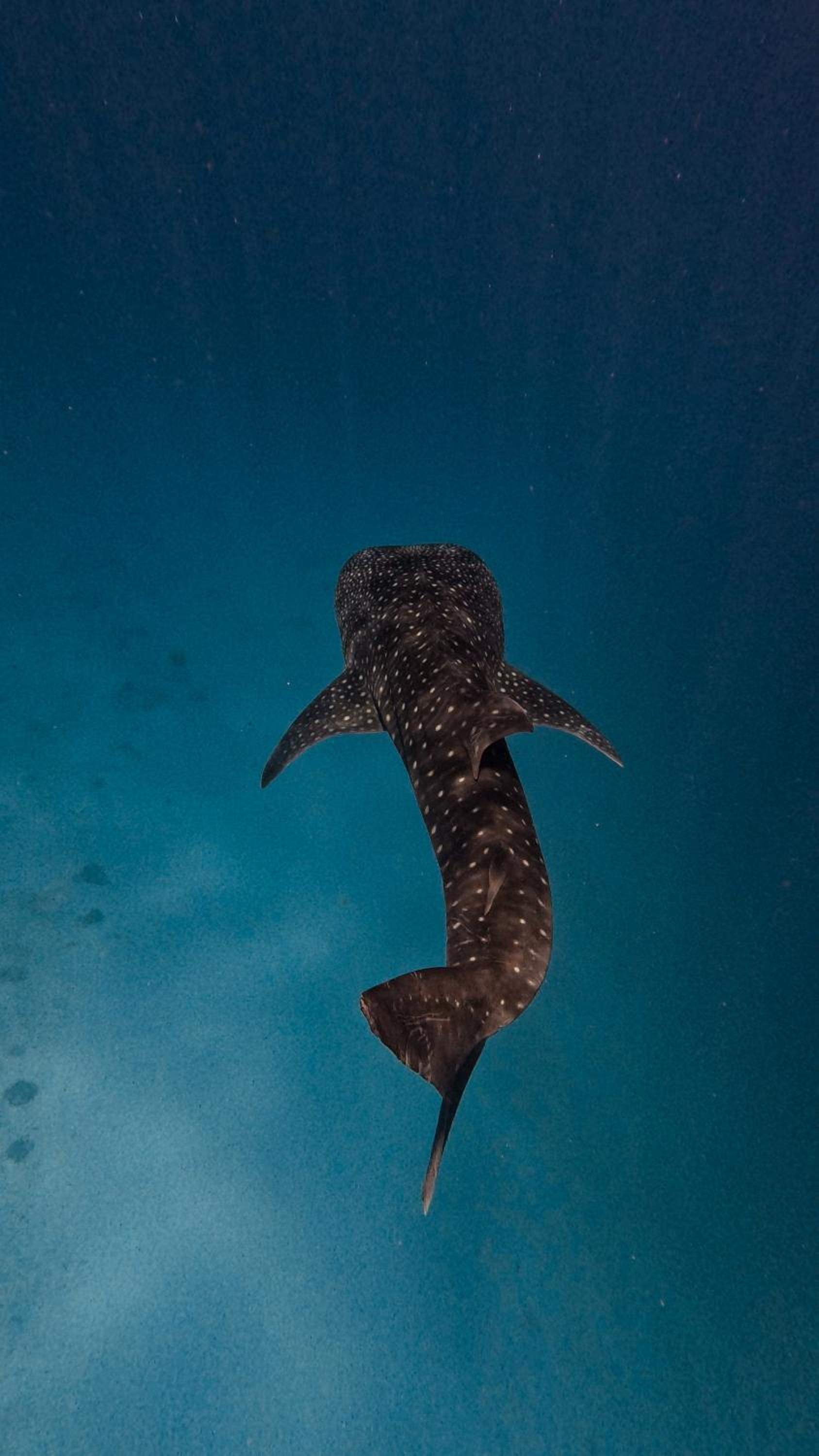 Shadow Isles Himandhoo