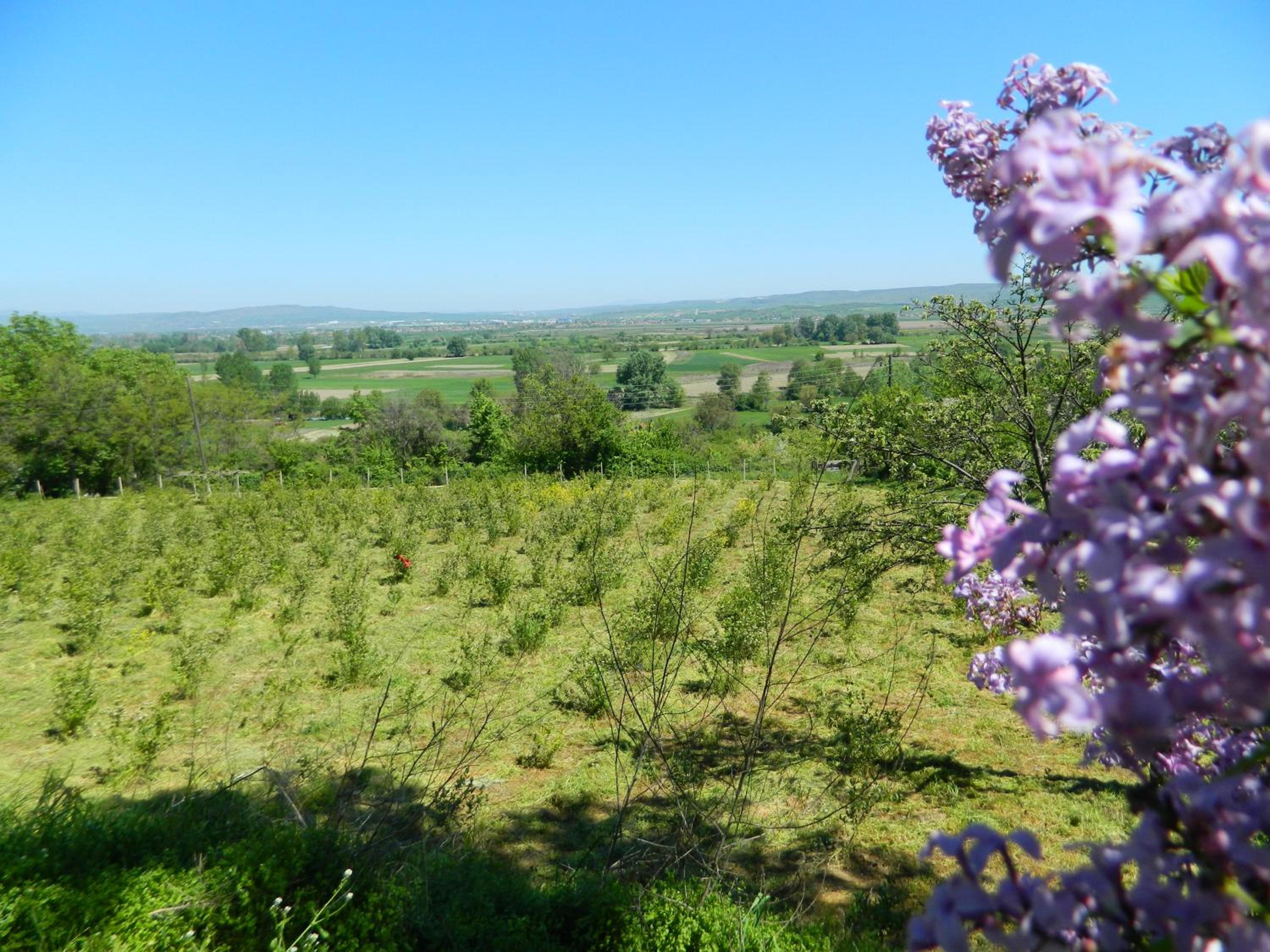 Photo 43