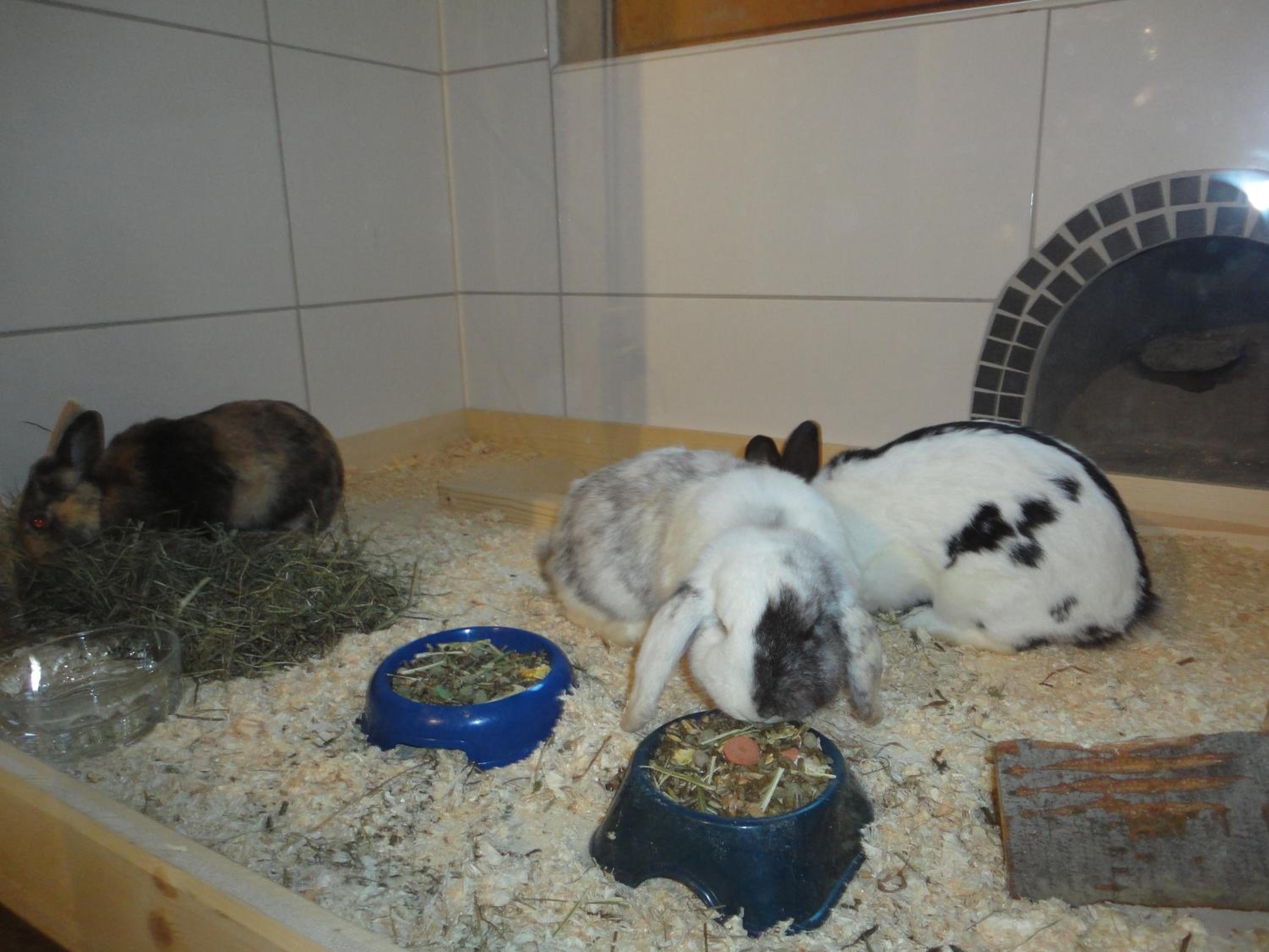 Photo 35
