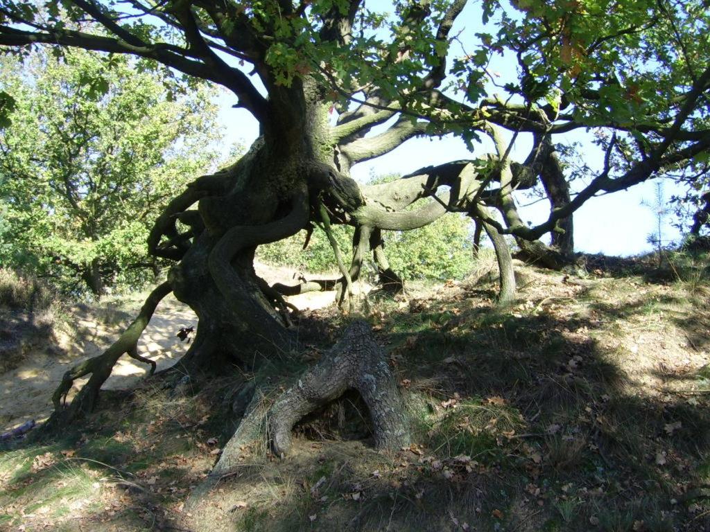 Bosbeekvallei