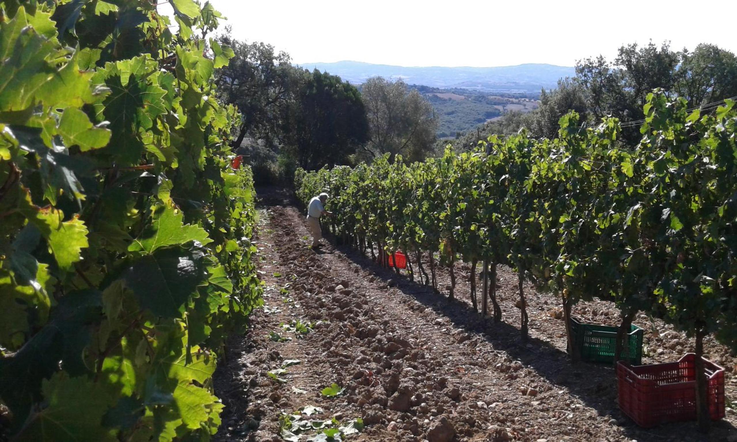 Agriturismo Belvedere Di Pierini E Brugi
