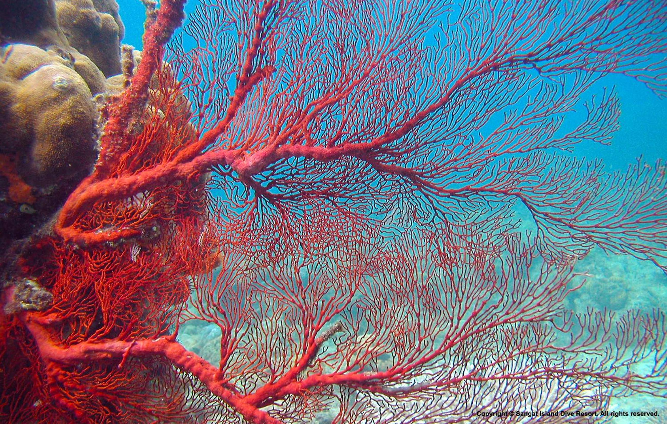 Sangat Island Dive Resort