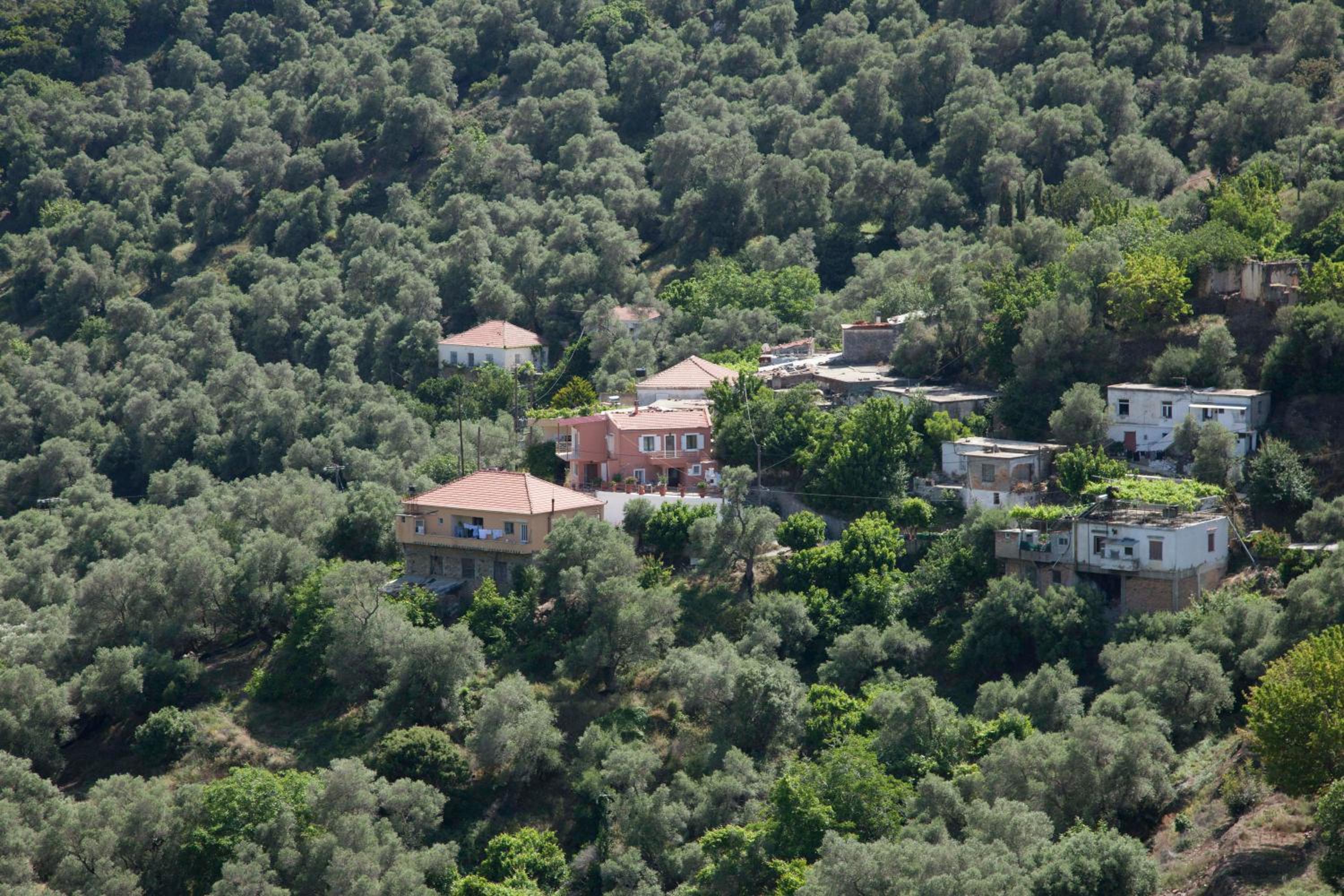 Villa Olea-Renieri