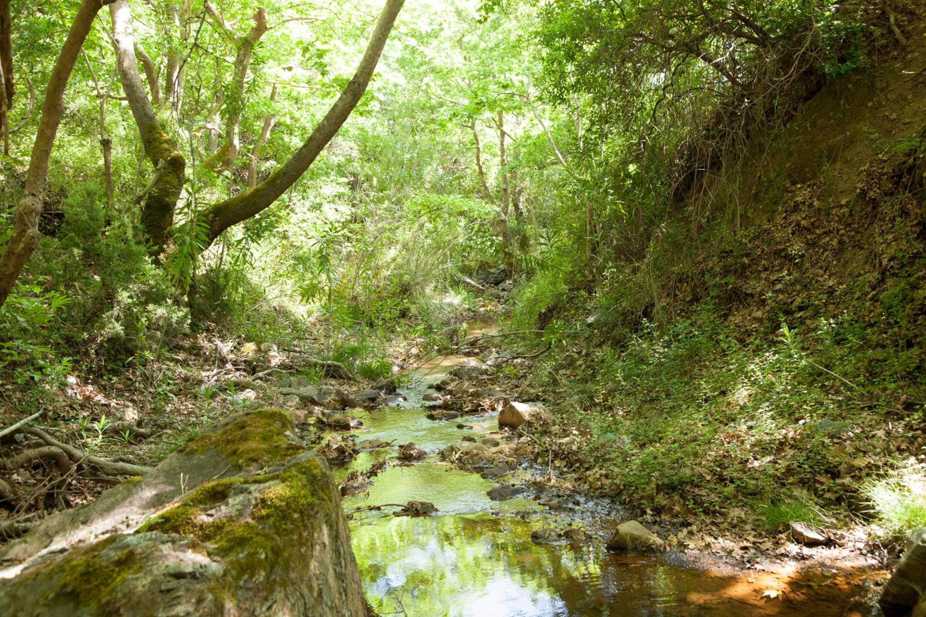 Villa Olea-Renieri