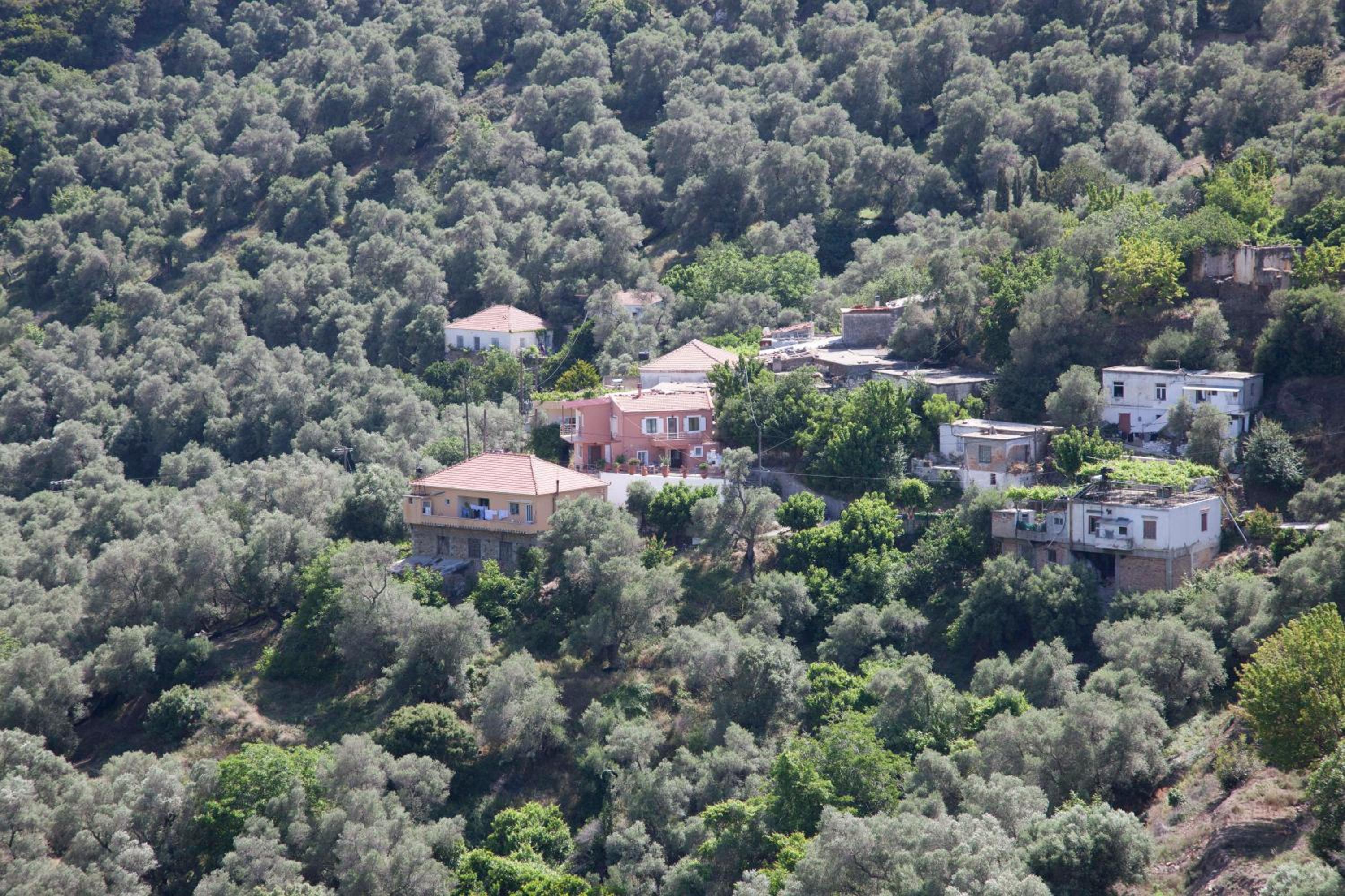 Villa Olea-Renieri