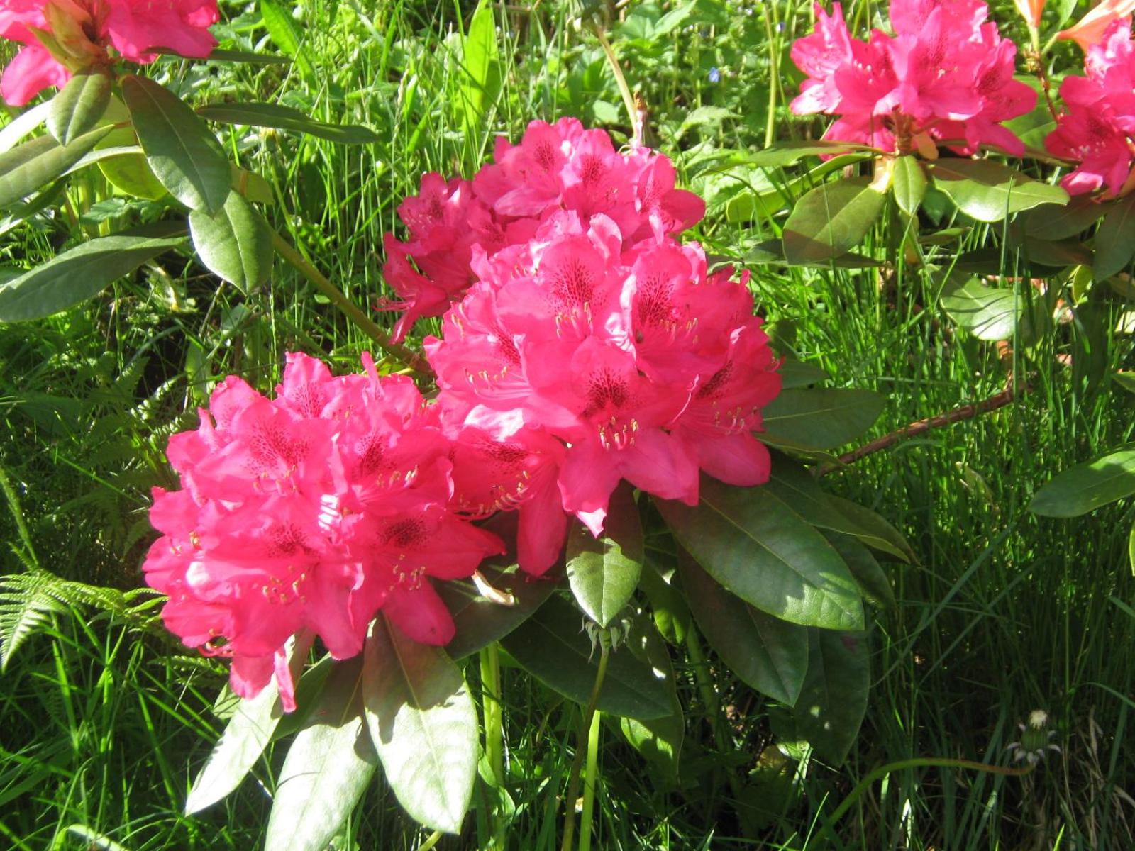Photo 41