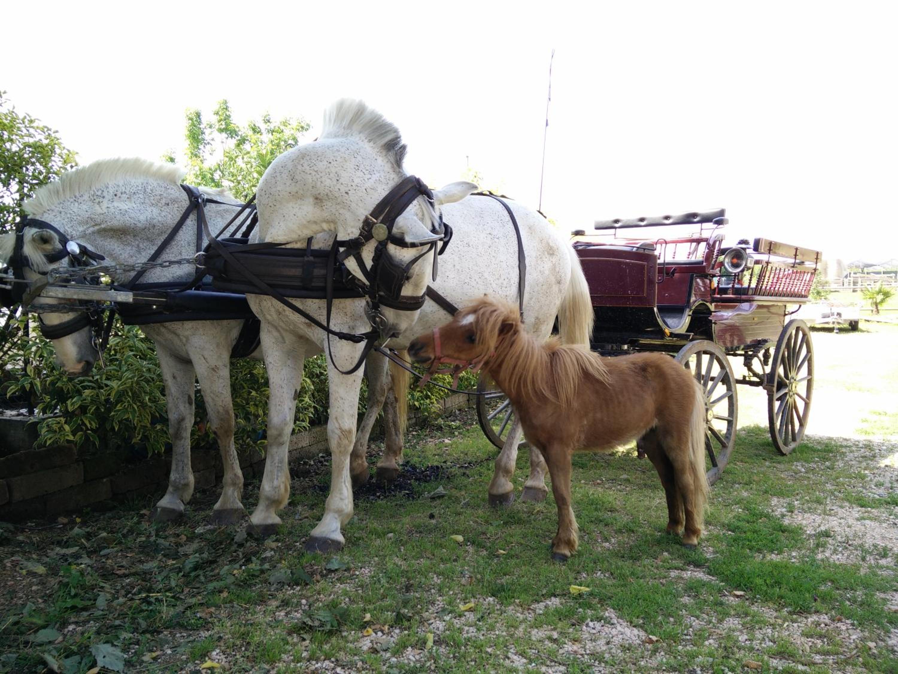 La Siesta, photo 62
