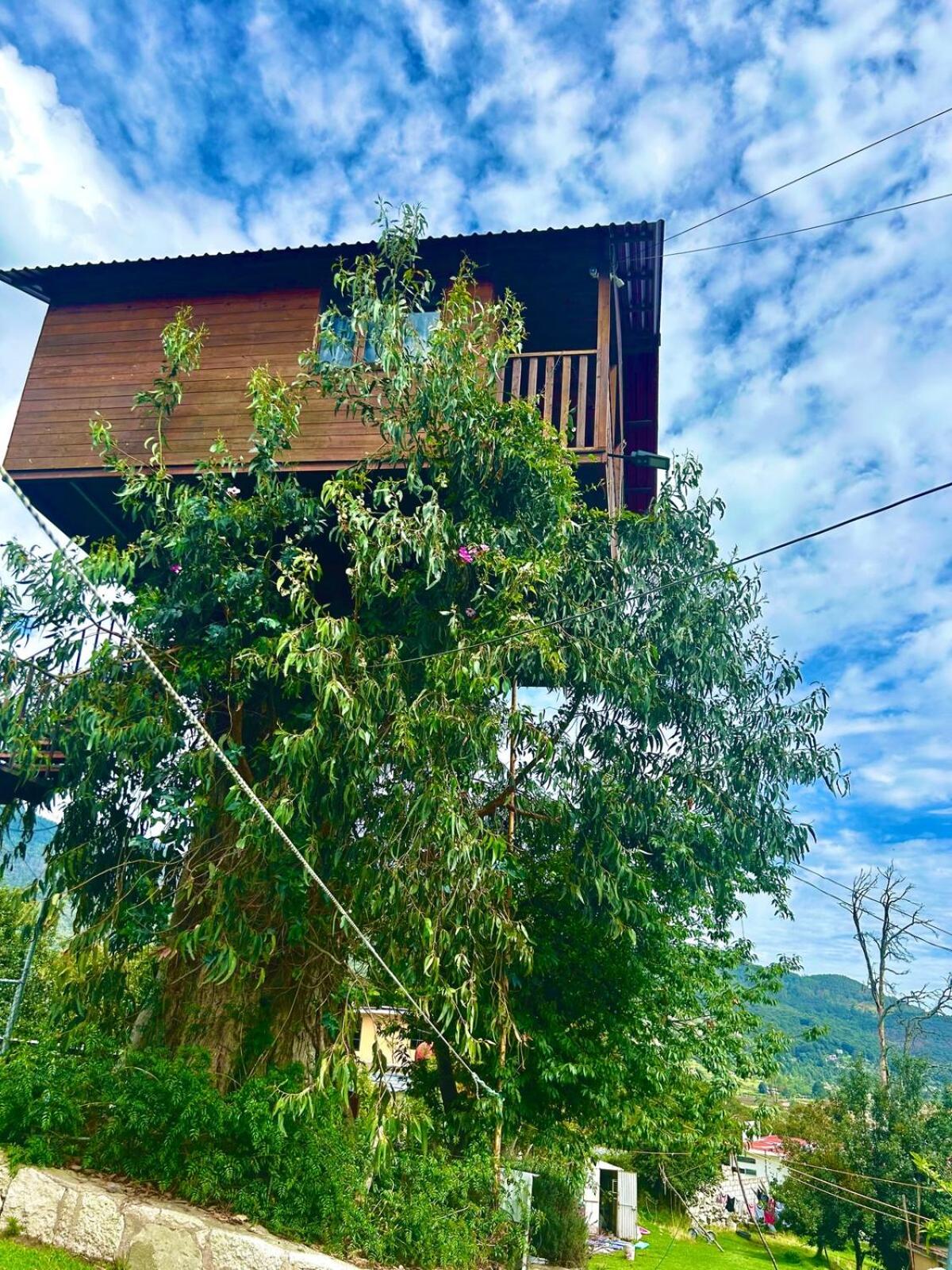 Trini Treehouse By GEstores