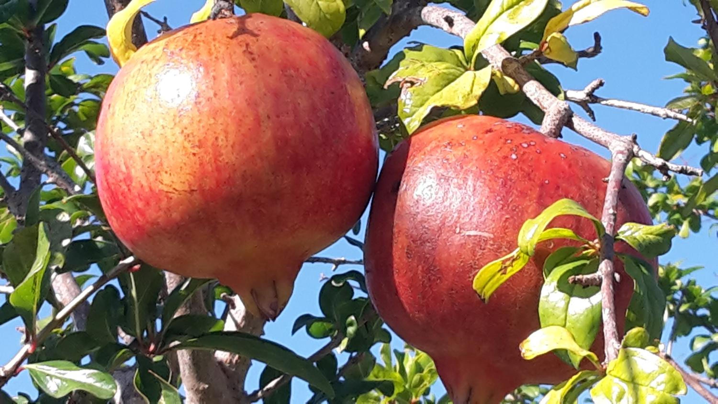 Finca Can Estades