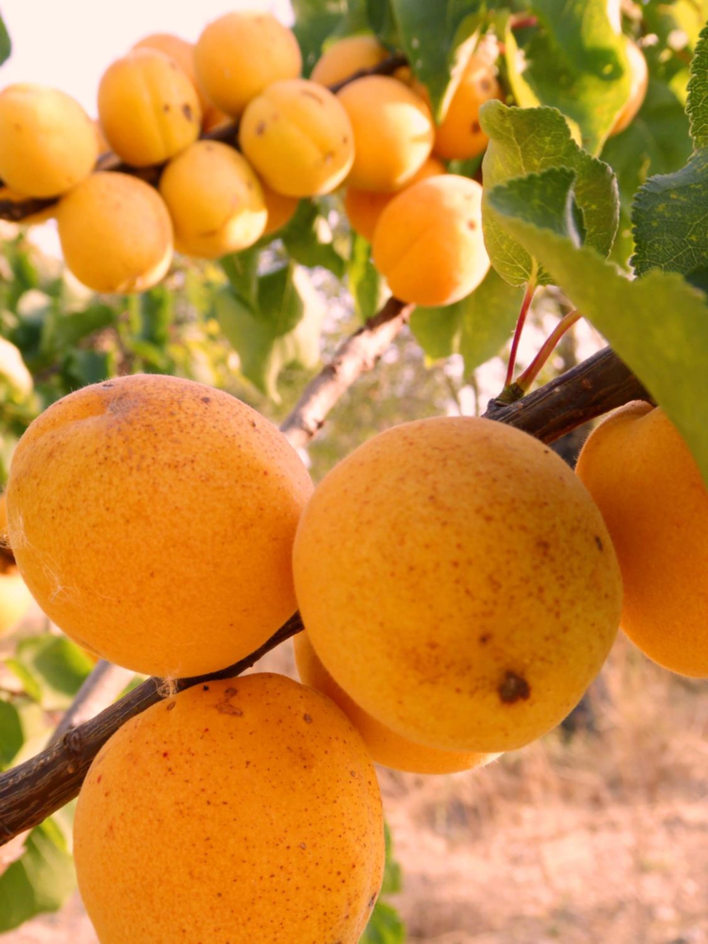 Finca Can Estades