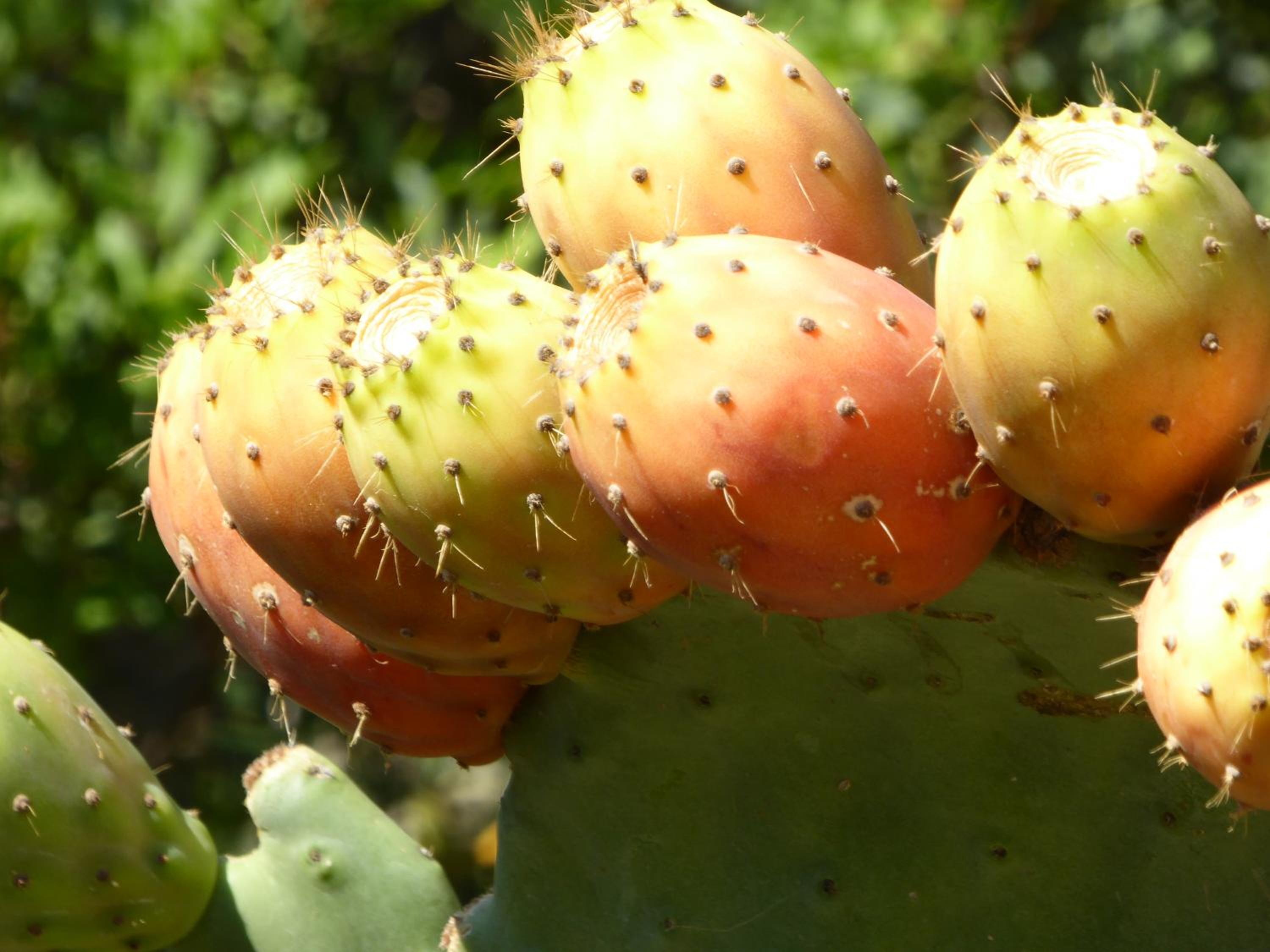 Finca Can Estades