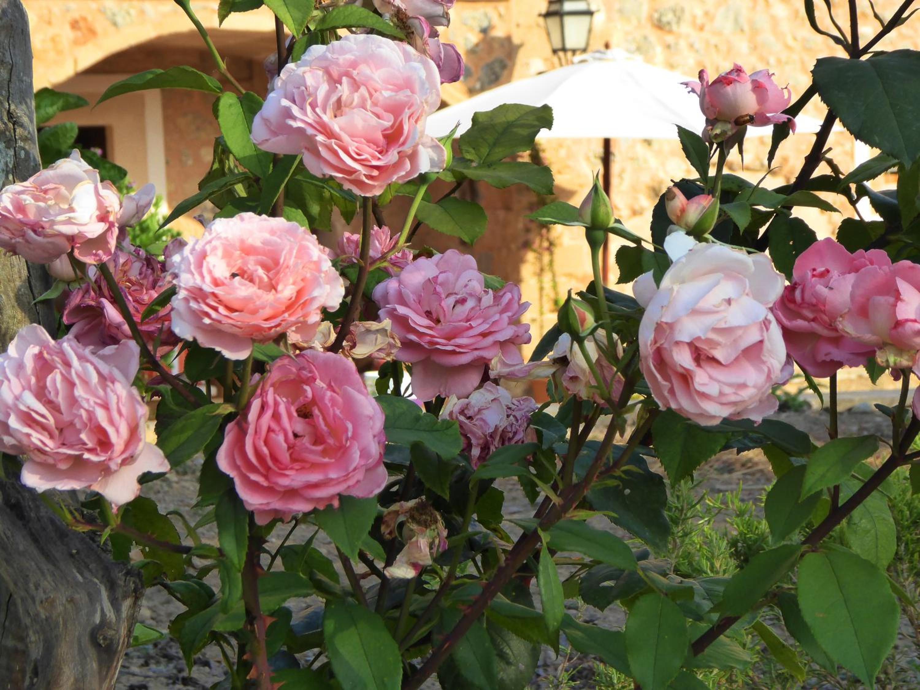 Finca Can Estades